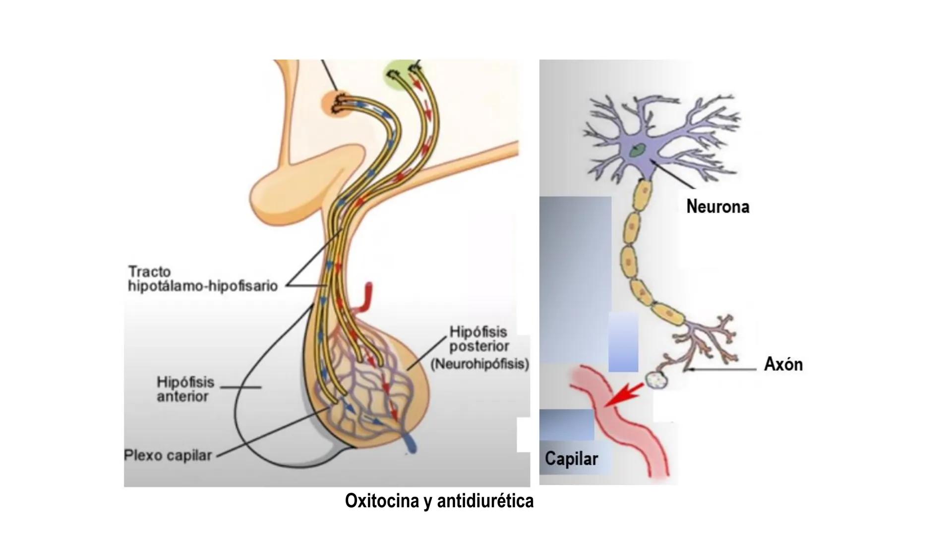 SISTEMA ENDOCRINO
UNIDAD 1
CONCEPTOS Y FUNCIONAMIENTO BASICO DEL SISTEMA
ENDOCRINO
Objetivo: Comprender las características de célula, glánd
