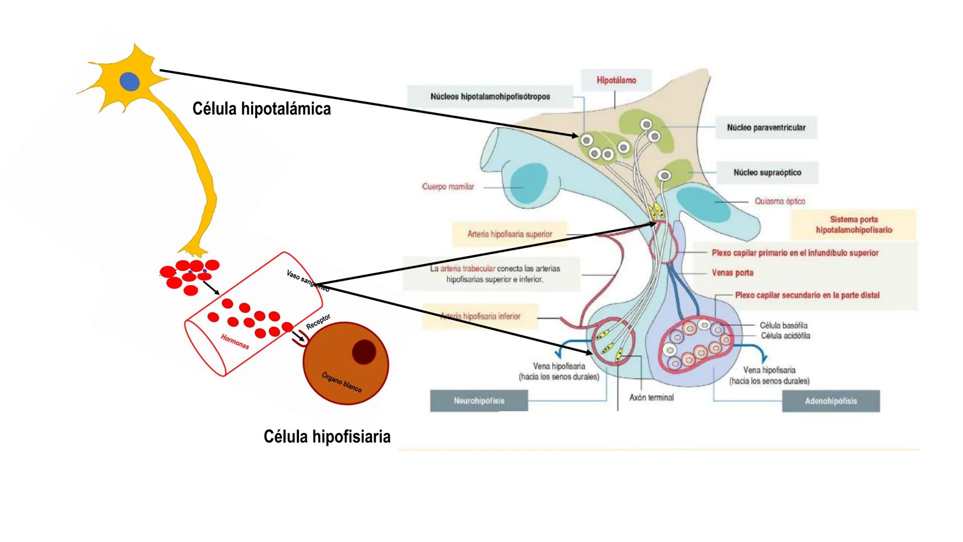 SISTEMA ENDOCRINO
UNIDAD 1
CONCEPTOS Y FUNCIONAMIENTO BASICO DEL SISTEMA
ENDOCRINO
Objetivo: Comprender las características de célula, glánd