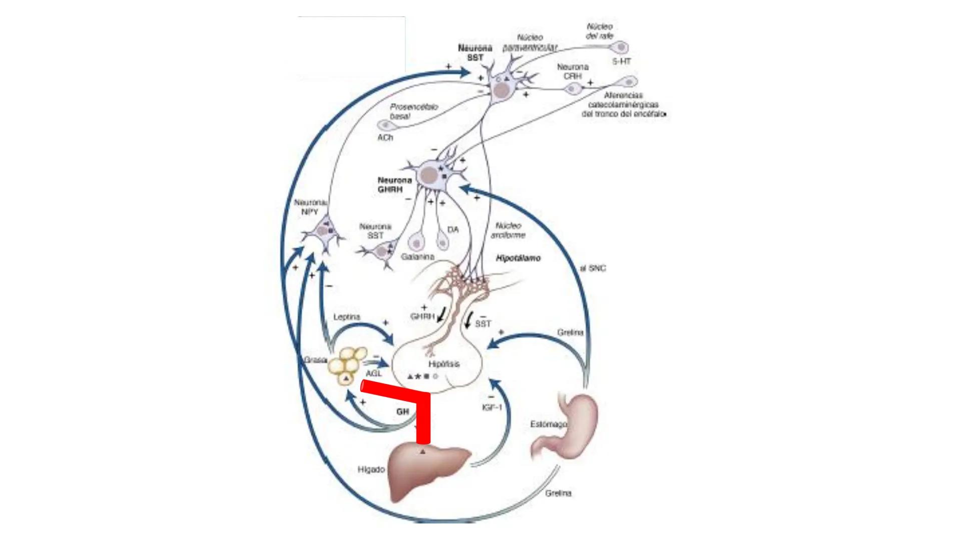 SISTEMA ENDOCRINO
UNIDAD 1
CONCEPTOS Y FUNCIONAMIENTO BASICO DEL SISTEMA
ENDOCRINO
Objetivo: Comprender las características de célula, glánd