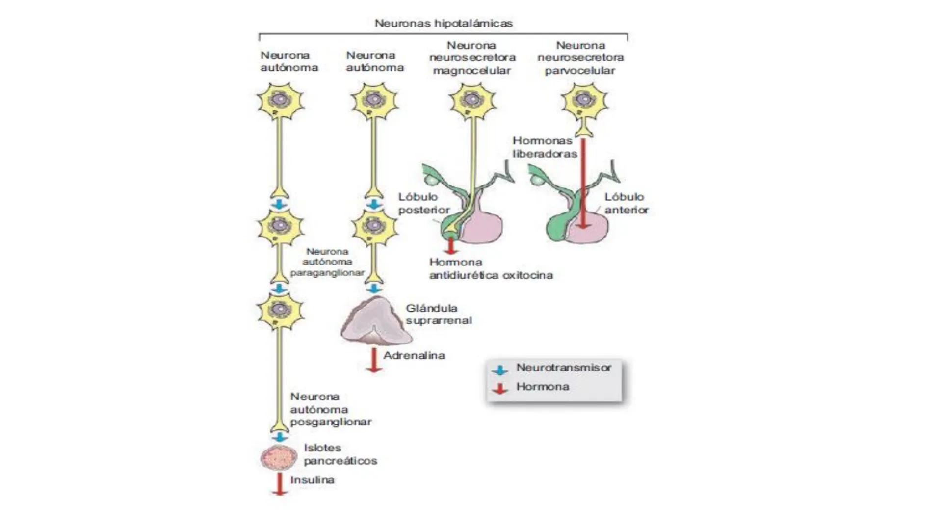 SISTEMA ENDOCRINO
UNIDAD 1
CONCEPTOS Y FUNCIONAMIENTO BASICO DEL SISTEMA
ENDOCRINO
Objetivo: Comprender las características de célula, glánd