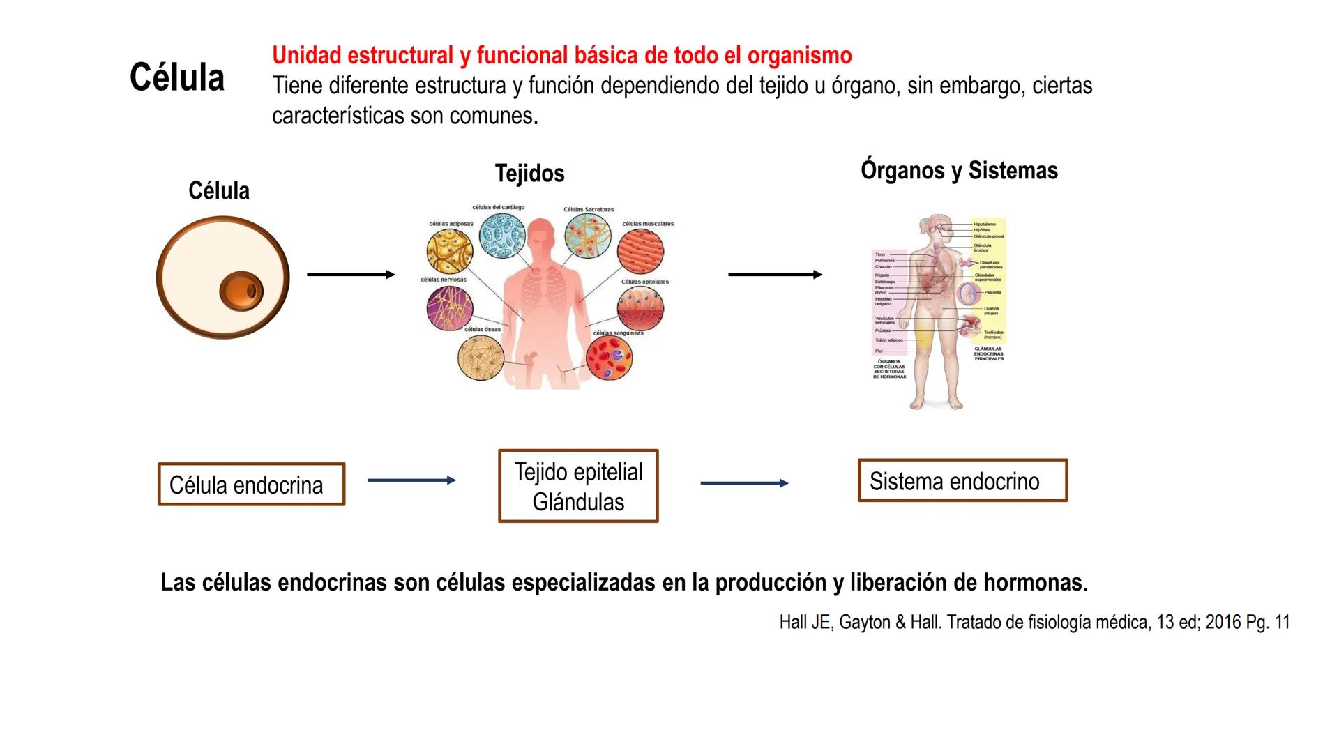 SISTEMA ENDOCRINO
UNIDAD 1
CONCEPTOS Y FUNCIONAMIENTO BASICO DEL SISTEMA
ENDOCRINO
Objetivo: Comprender las características de célula, glánd