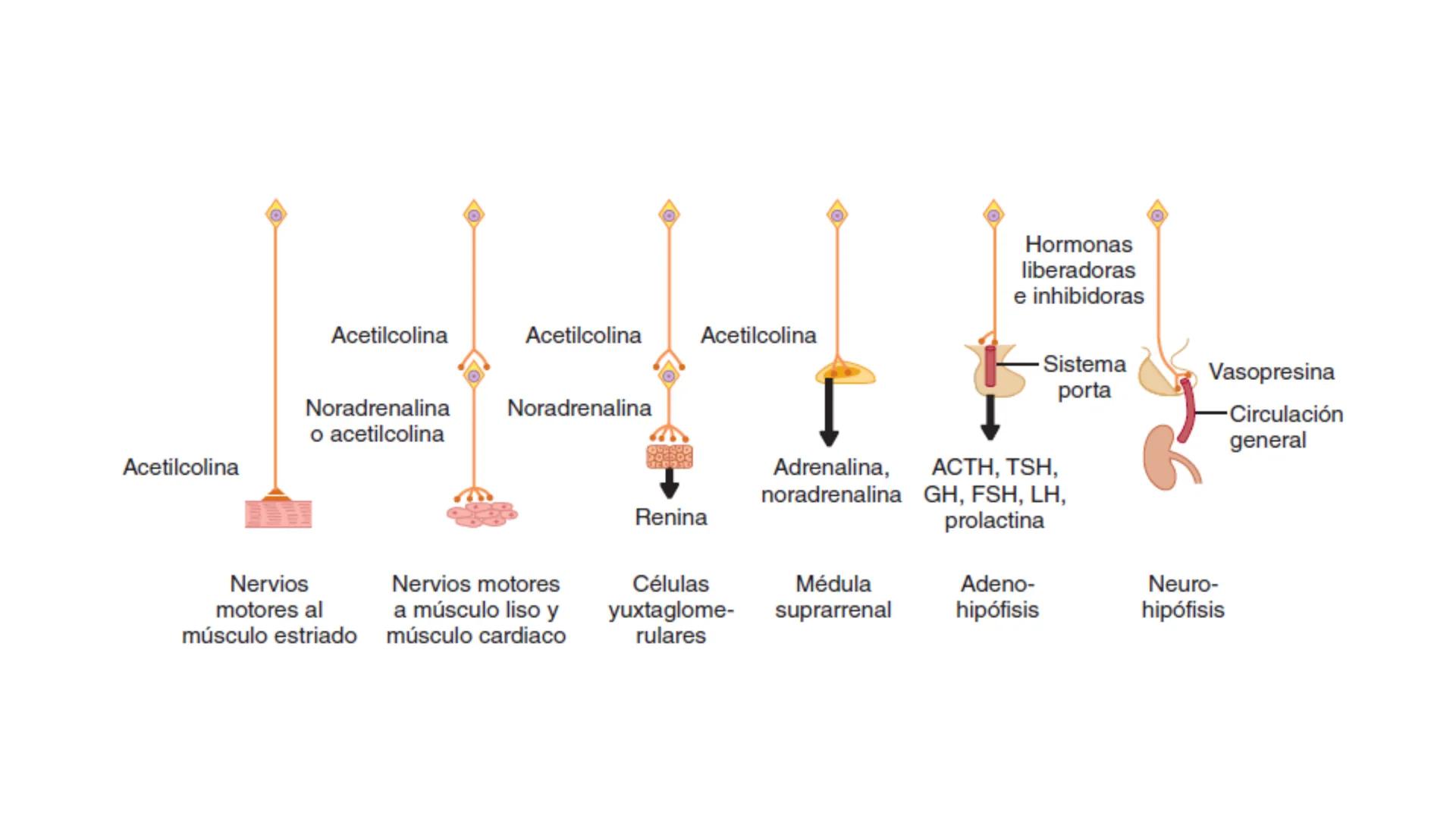 SISTEMA ENDOCRINO
UNIDAD 1
CONCEPTOS Y FUNCIONAMIENTO BASICO DEL SISTEMA
ENDOCRINO
Objetivo: Comprender las características de célula, glánd