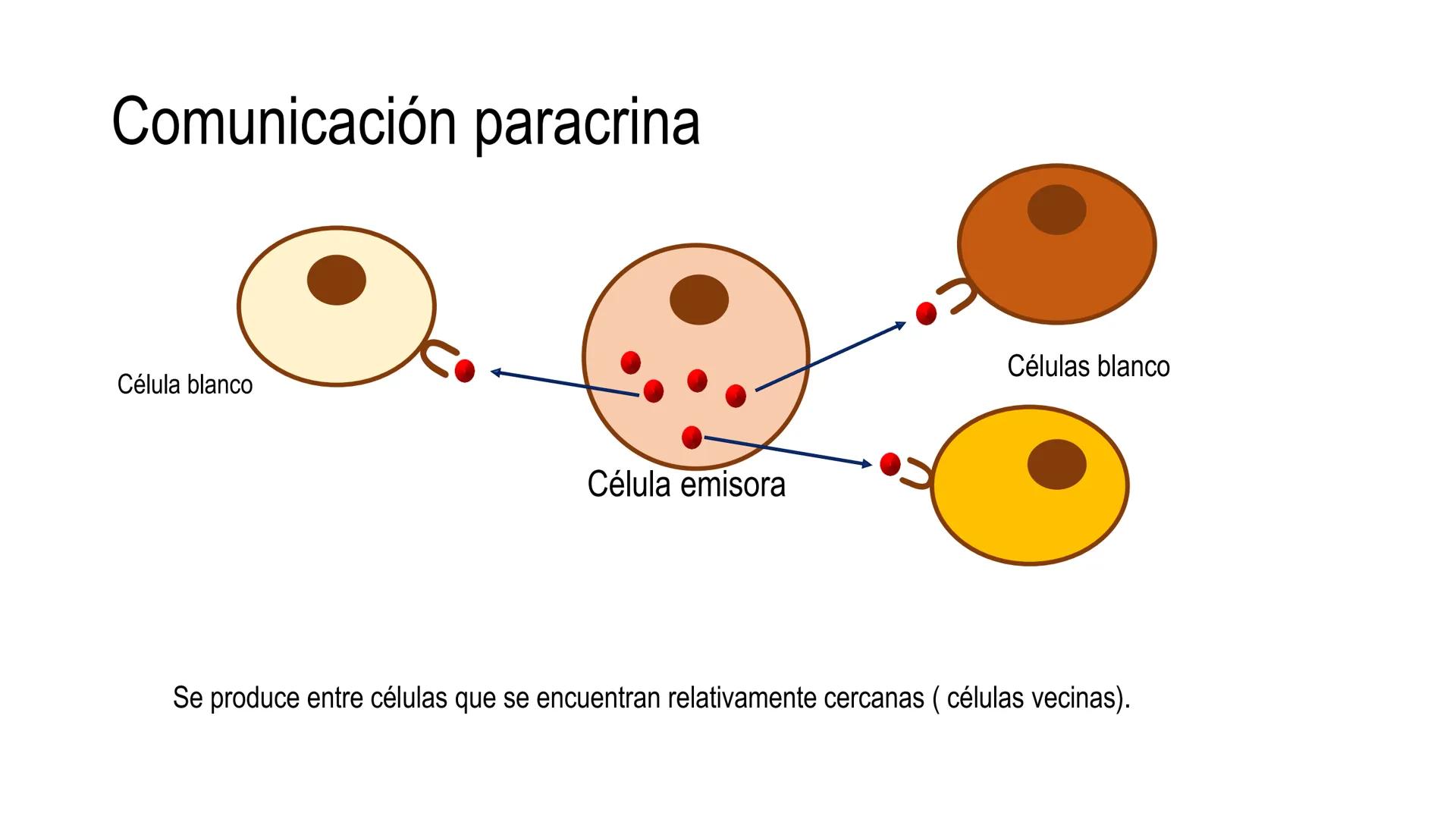 SISTEMA ENDOCRINO
UNIDAD 1
CONCEPTOS Y FUNCIONAMIENTO BASICO DEL SISTEMA
ENDOCRINO
Objetivo: Comprender las características de célula, glánd