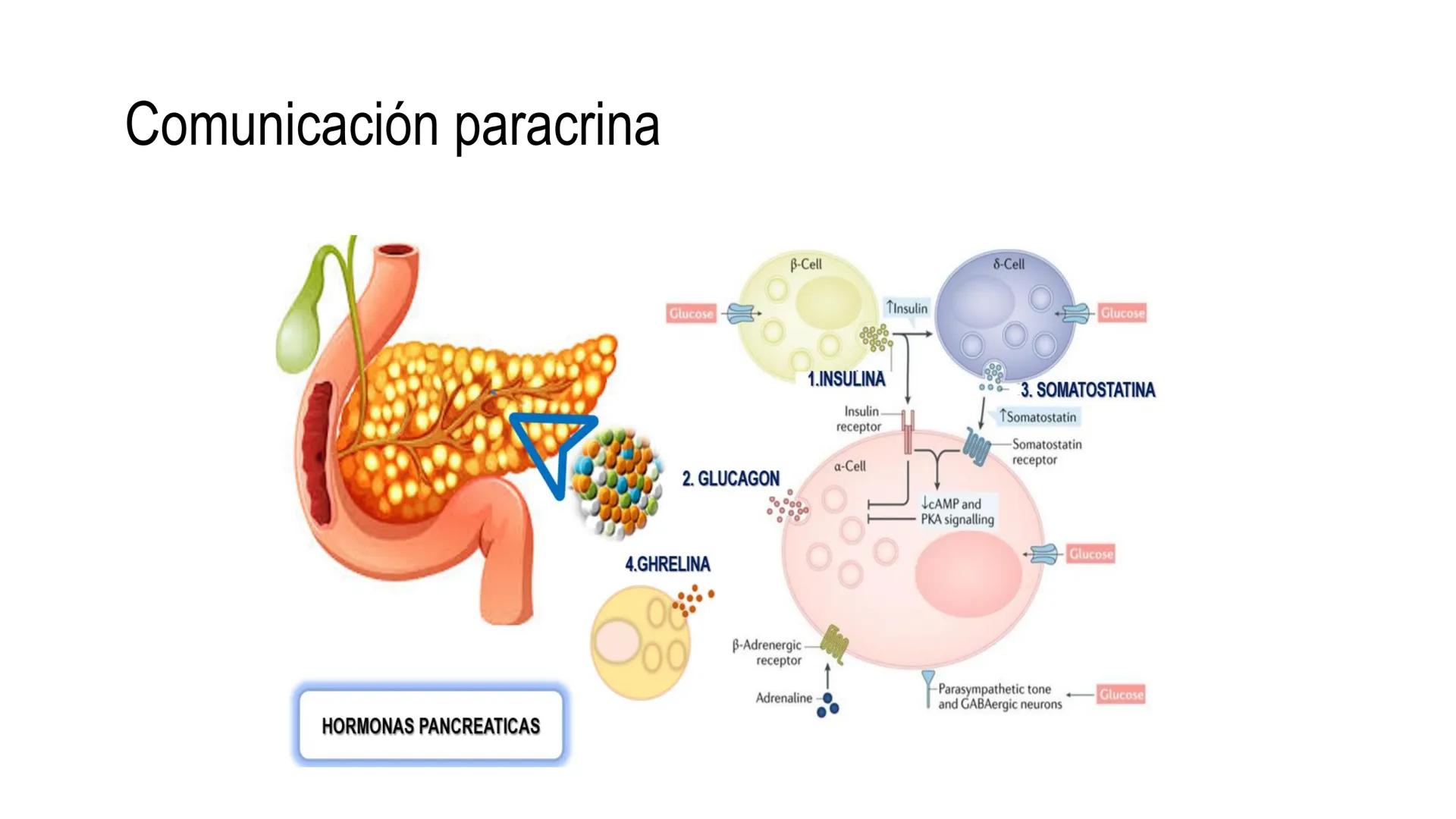 SISTEMA ENDOCRINO
UNIDAD 1
CONCEPTOS Y FUNCIONAMIENTO BASICO DEL SISTEMA
ENDOCRINO
Objetivo: Comprender las características de célula, glánd