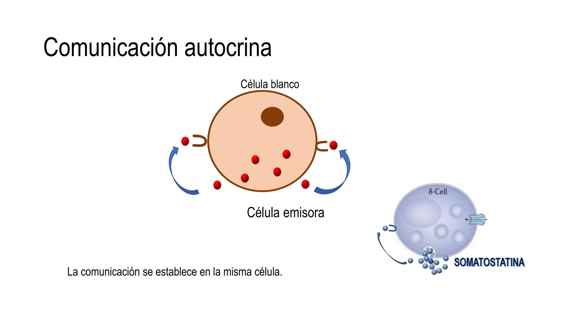 SISTEMA ENDOCRINO
UNIDAD 1
CONCEPTOS Y FUNCIONAMIENTO BASICO DEL SISTEMA
ENDOCRINO
Objetivo: Comprender las características de célula, glánd