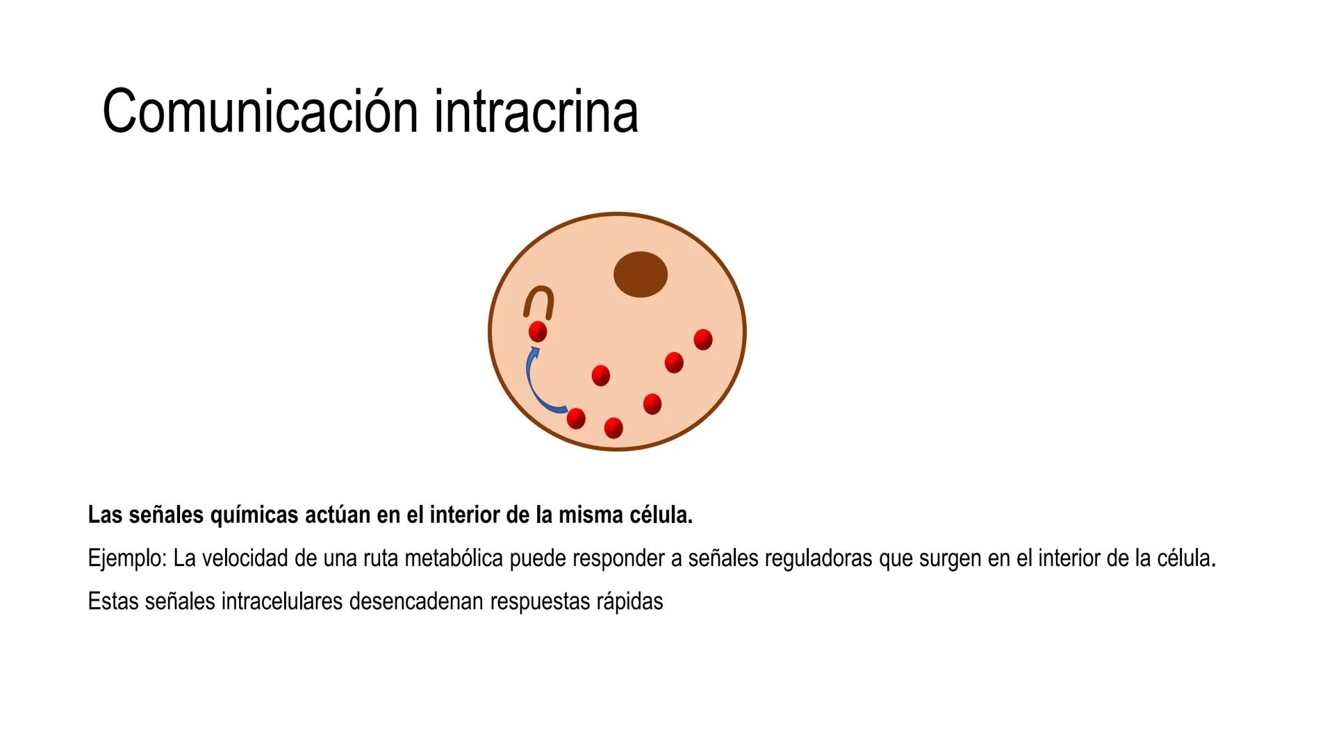 SISTEMA ENDOCRINO
UNIDAD 1
CONCEPTOS Y FUNCIONAMIENTO BASICO DEL SISTEMA
ENDOCRINO
Objetivo: Comprender las características de célula, glánd