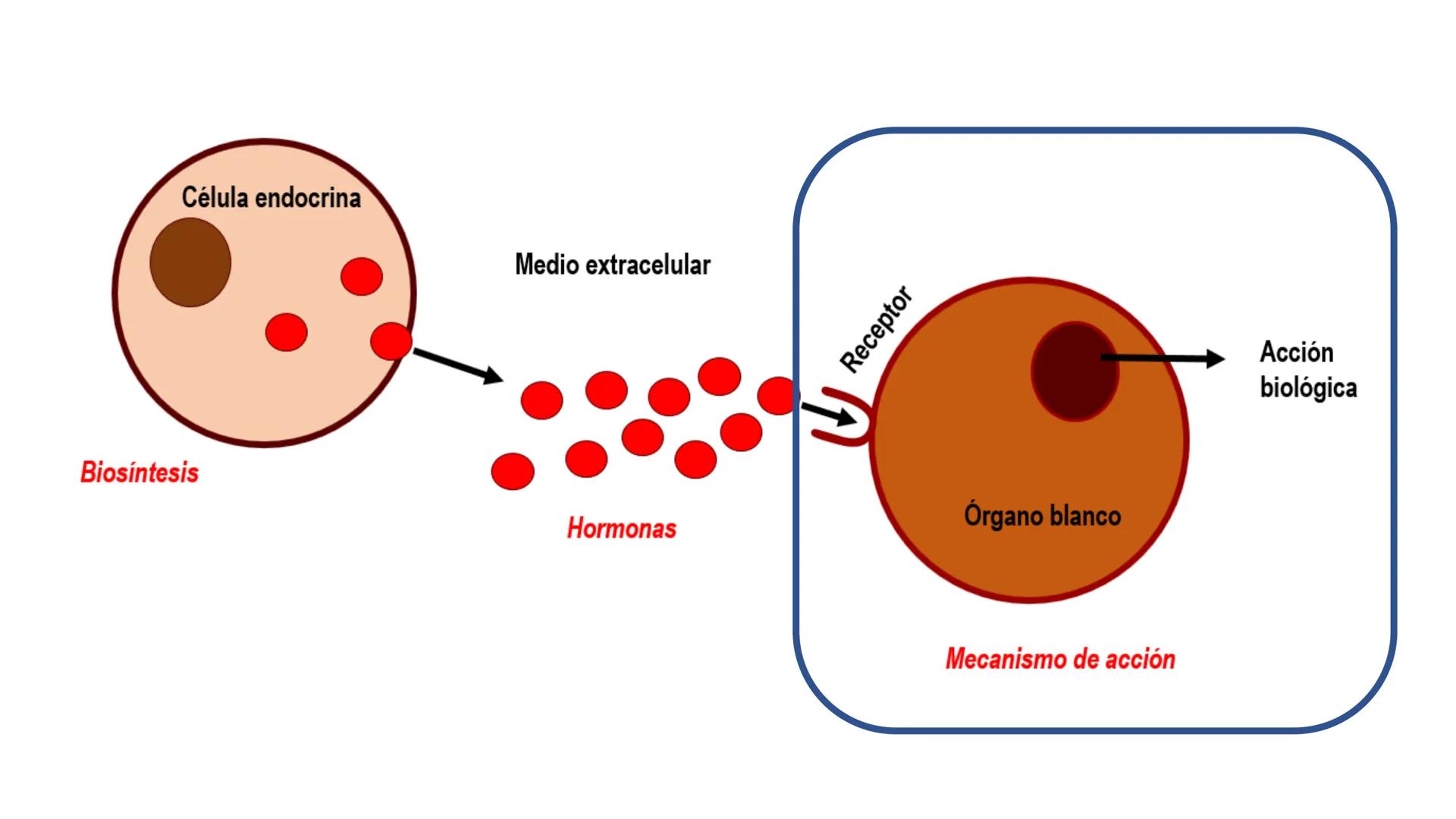 SISTEMA ENDOCRINO
UNIDAD 1
CONCEPTOS Y FUNCIONAMIENTO BASICO DEL SISTEMA
ENDOCRINO
Objetivo: Comprender las características de célula, glánd