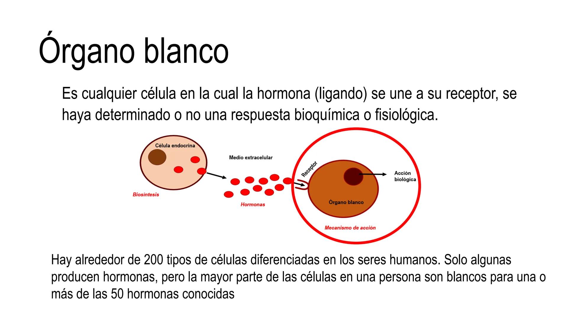 SISTEMA ENDOCRINO
UNIDAD 1
CONCEPTOS Y FUNCIONAMIENTO BASICO DEL SISTEMA
ENDOCRINO
Objetivo: Comprender las características de célula, glánd