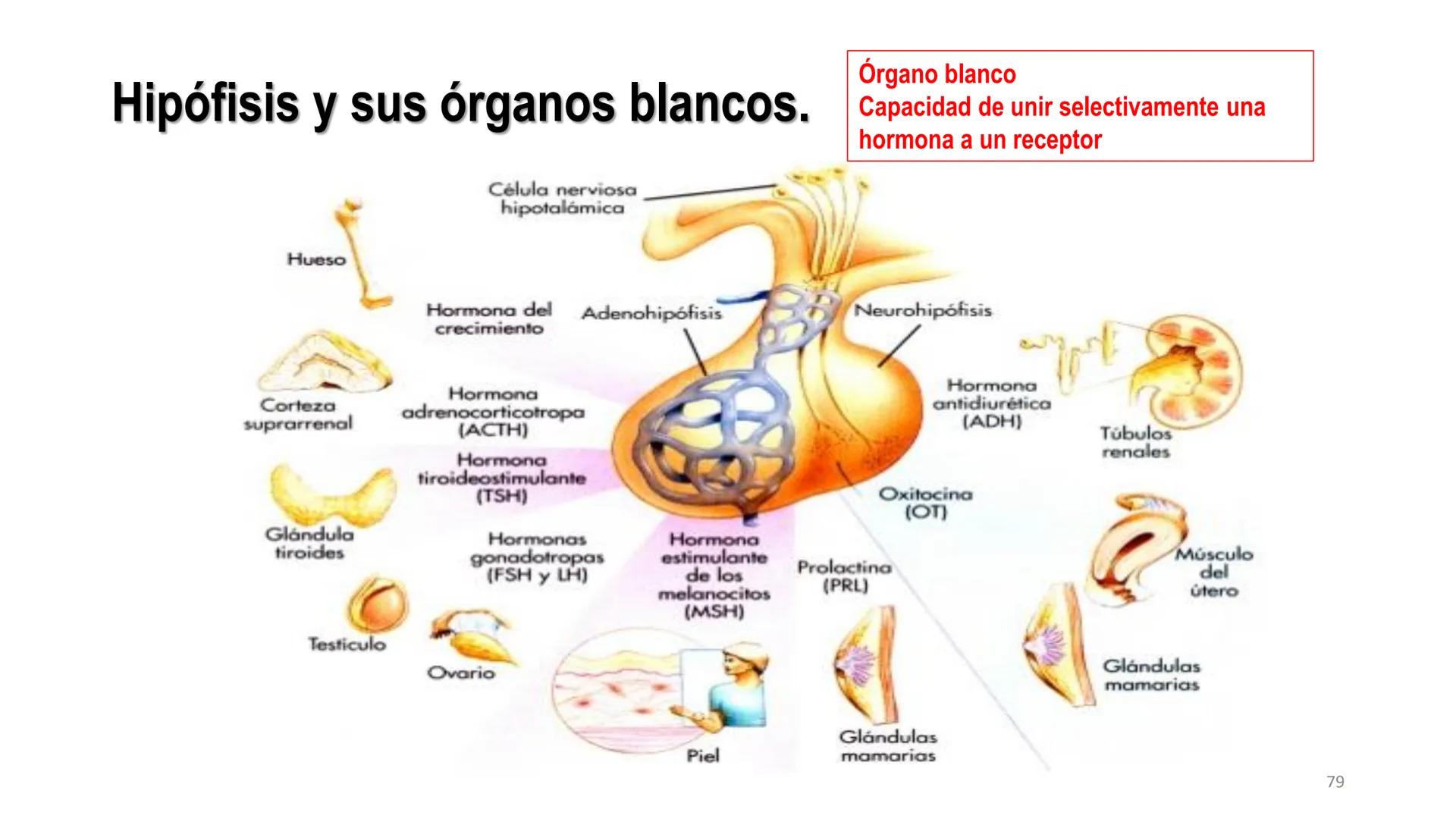 SISTEMA ENDOCRINO
UNIDAD 1
CONCEPTOS Y FUNCIONAMIENTO BASICO DEL SISTEMA
ENDOCRINO
Objetivo: Comprender las características de célula, glánd