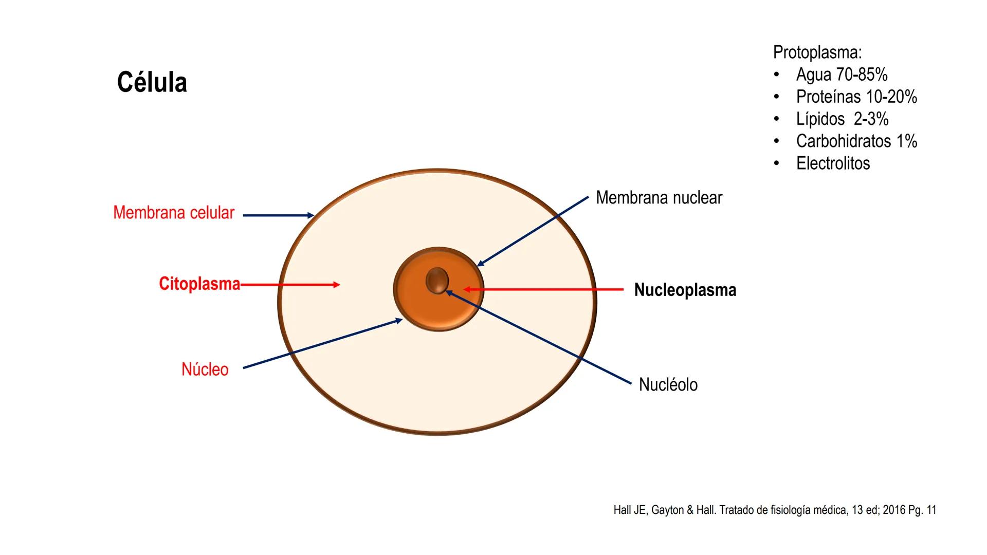 SISTEMA ENDOCRINO
UNIDAD 1
CONCEPTOS Y FUNCIONAMIENTO BASICO DEL SISTEMA
ENDOCRINO
Objetivo: Comprender las características de célula, glánd