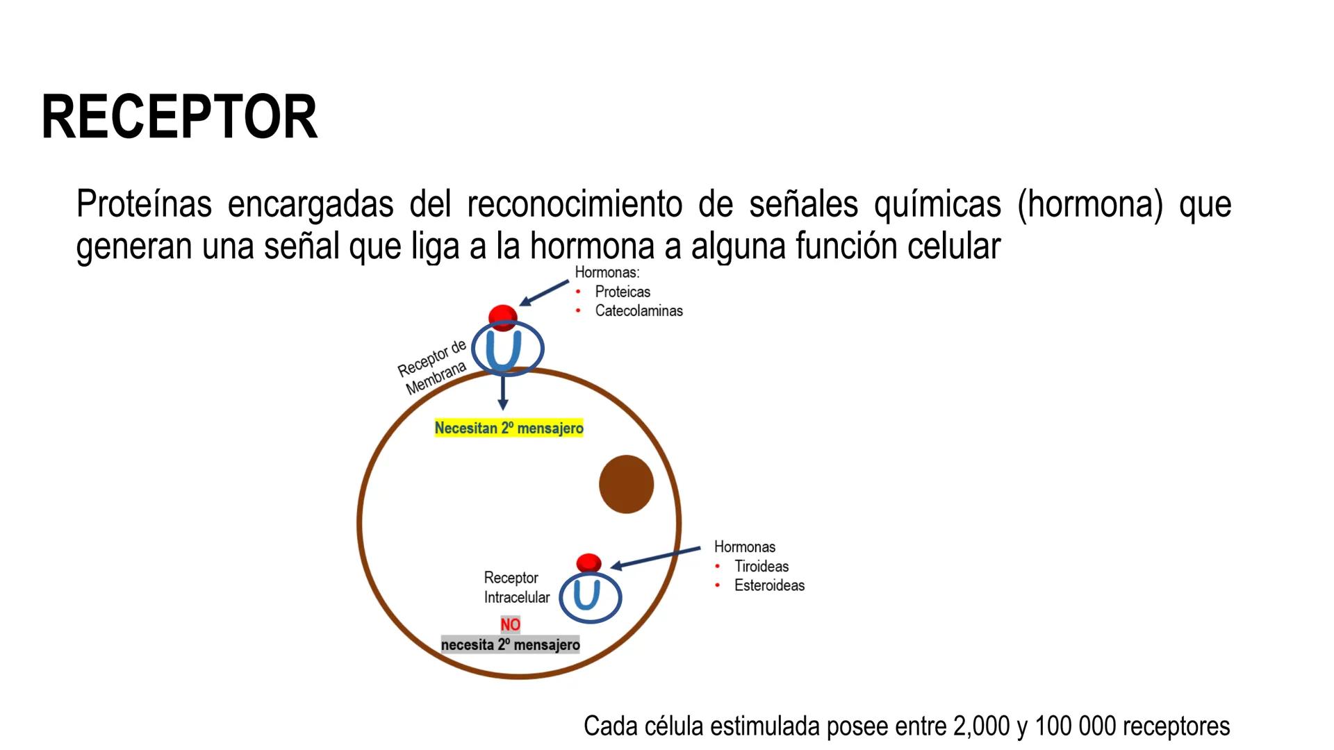 SISTEMA ENDOCRINO
UNIDAD 1
CONCEPTOS Y FUNCIONAMIENTO BASICO DEL SISTEMA
ENDOCRINO
Objetivo: Comprender las características de célula, glánd