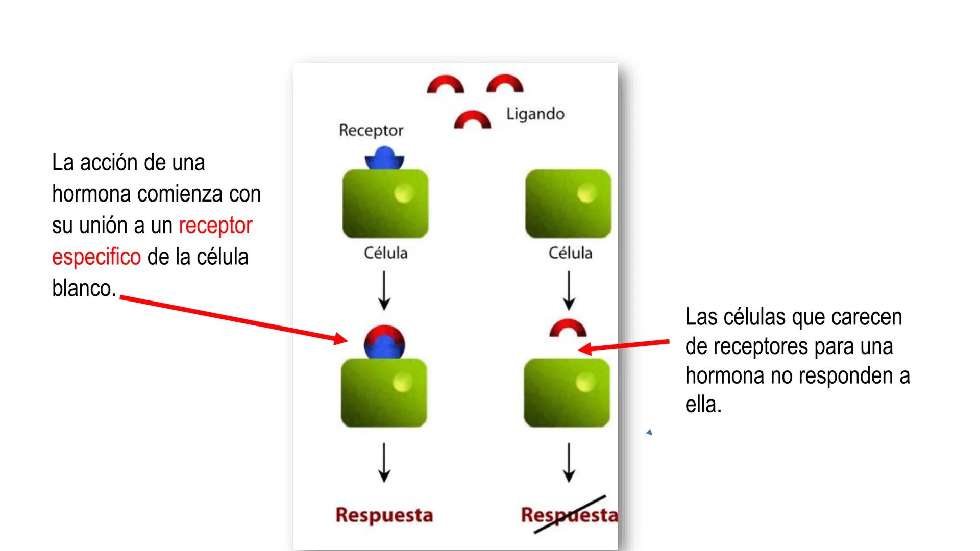 SISTEMA ENDOCRINO
UNIDAD 1
CONCEPTOS Y FUNCIONAMIENTO BASICO DEL SISTEMA
ENDOCRINO
Objetivo: Comprender las características de célula, glánd