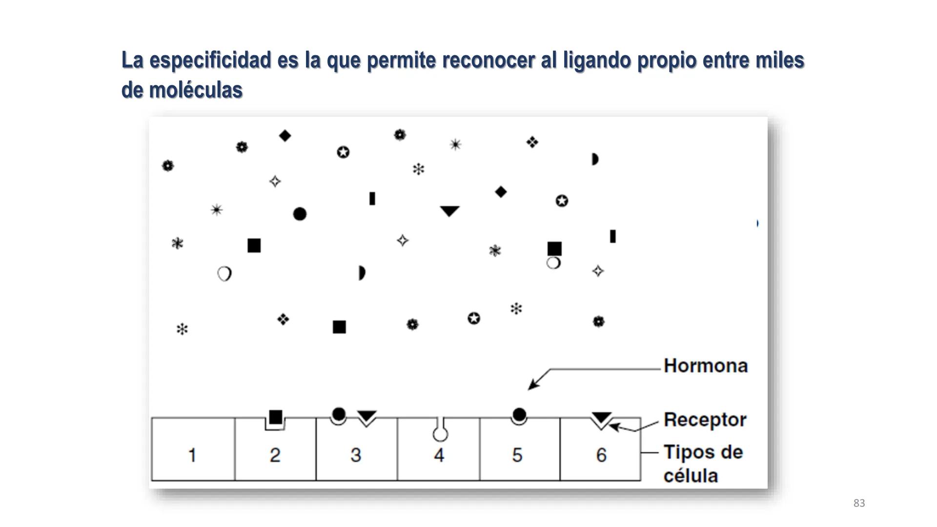 SISTEMA ENDOCRINO
UNIDAD 1
CONCEPTOS Y FUNCIONAMIENTO BASICO DEL SISTEMA
ENDOCRINO
Objetivo: Comprender las características de célula, glánd