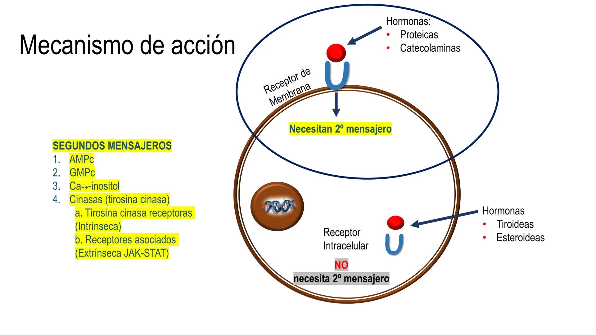 SISTEMA ENDOCRINO
UNIDAD 1
CONCEPTOS Y FUNCIONAMIENTO BASICO DEL SISTEMA
ENDOCRINO
Objetivo: Comprender las características de célula, glánd