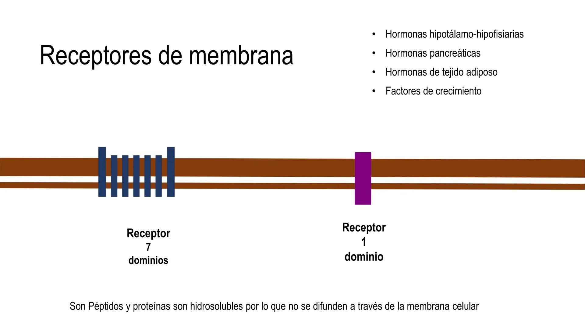 SISTEMA ENDOCRINO
UNIDAD 1
CONCEPTOS Y FUNCIONAMIENTO BASICO DEL SISTEMA
ENDOCRINO
Objetivo: Comprender las características de célula, glánd