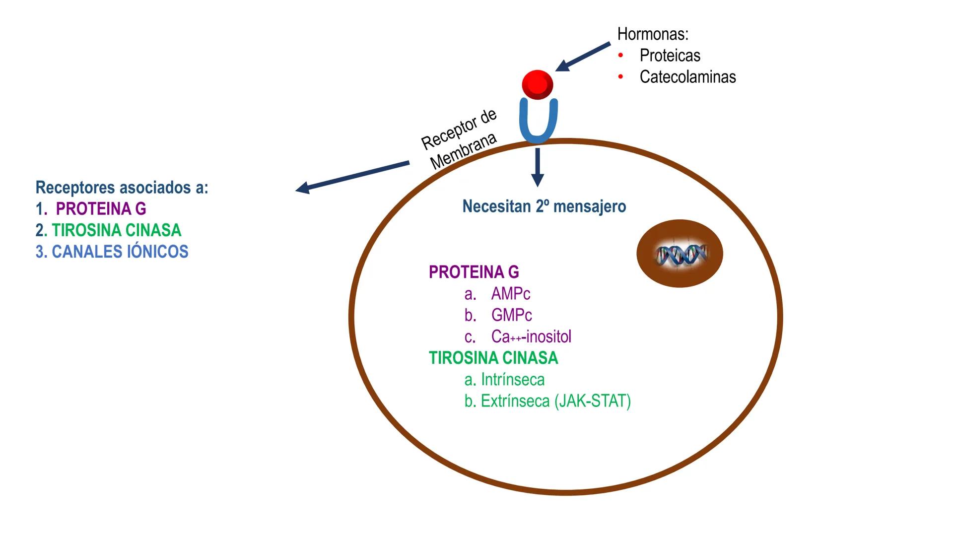 SISTEMA ENDOCRINO
UNIDAD 1
CONCEPTOS Y FUNCIONAMIENTO BASICO DEL SISTEMA
ENDOCRINO
Objetivo: Comprender las características de célula, glánd