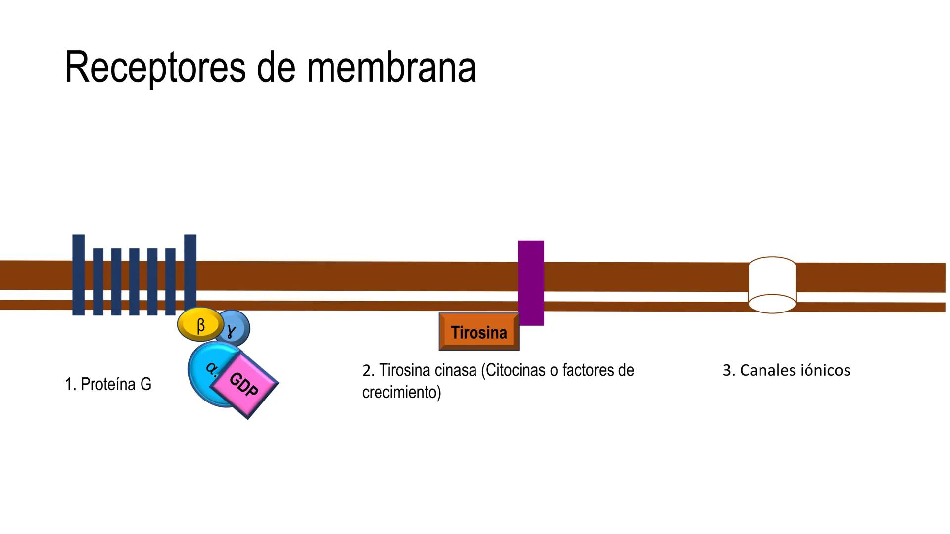 SISTEMA ENDOCRINO
UNIDAD 1
CONCEPTOS Y FUNCIONAMIENTO BASICO DEL SISTEMA
ENDOCRINO
Objetivo: Comprender las características de célula, glánd