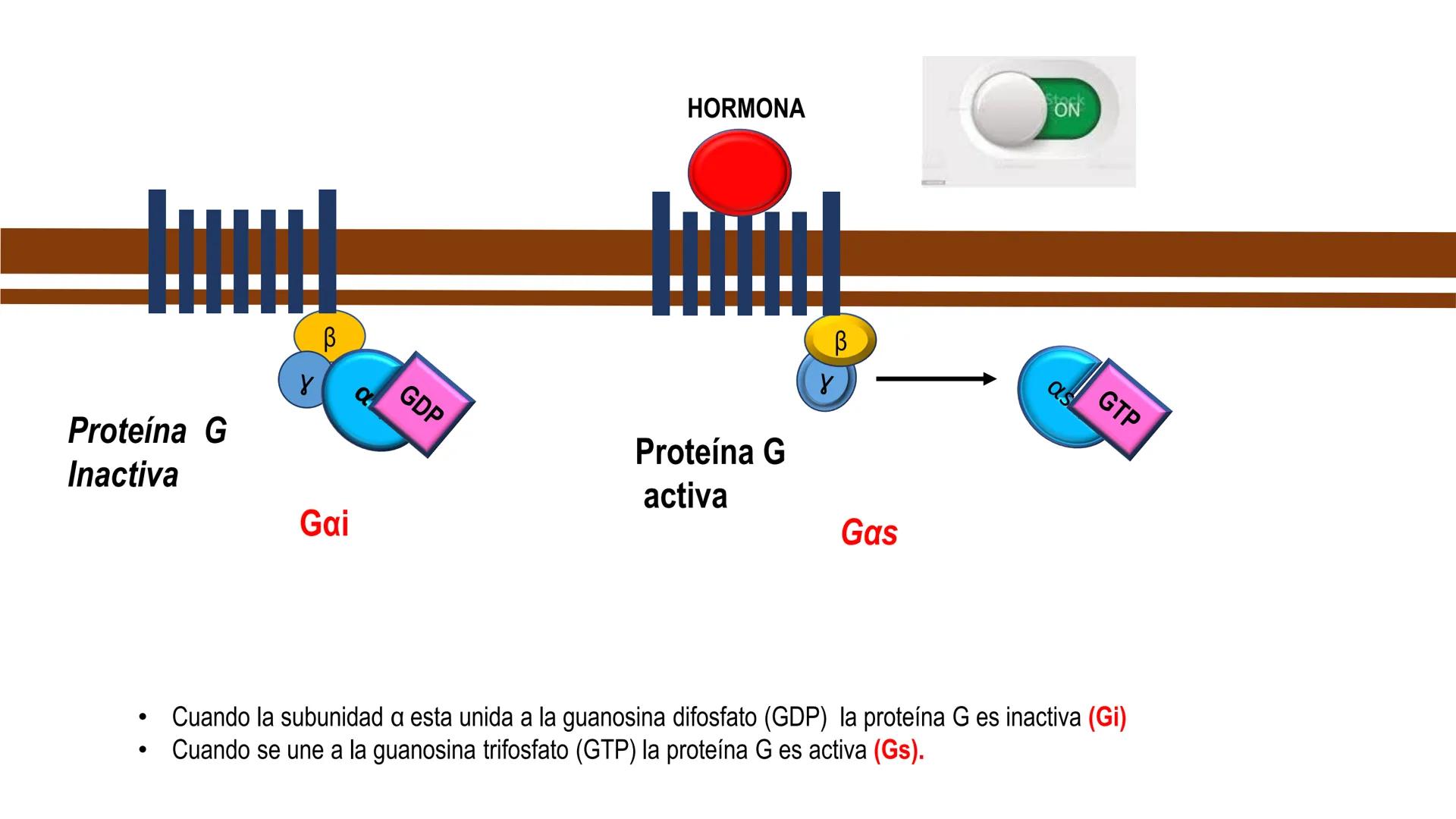 SISTEMA ENDOCRINO
UNIDAD 1
CONCEPTOS Y FUNCIONAMIENTO BASICO DEL SISTEMA
ENDOCRINO
Objetivo: Comprender las características de célula, glánd