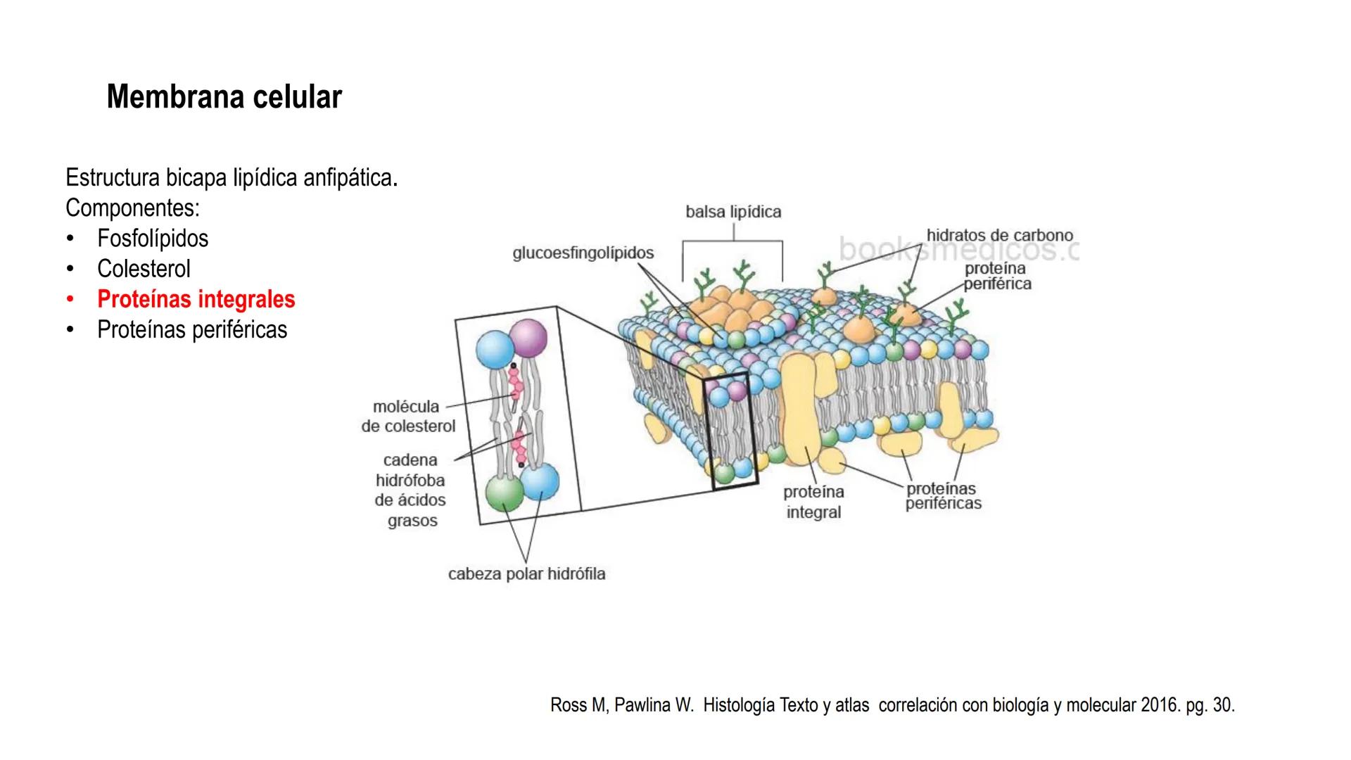 SISTEMA ENDOCRINO
UNIDAD 1
CONCEPTOS Y FUNCIONAMIENTO BASICO DEL SISTEMA
ENDOCRINO
Objetivo: Comprender las características de célula, glánd