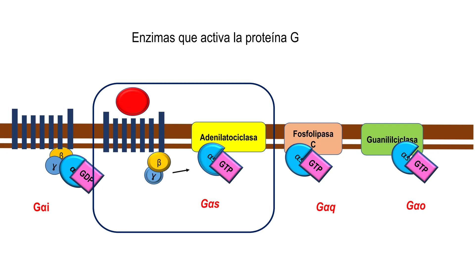 SISTEMA ENDOCRINO
UNIDAD 1
CONCEPTOS Y FUNCIONAMIENTO BASICO DEL SISTEMA
ENDOCRINO
Objetivo: Comprender las características de célula, glánd