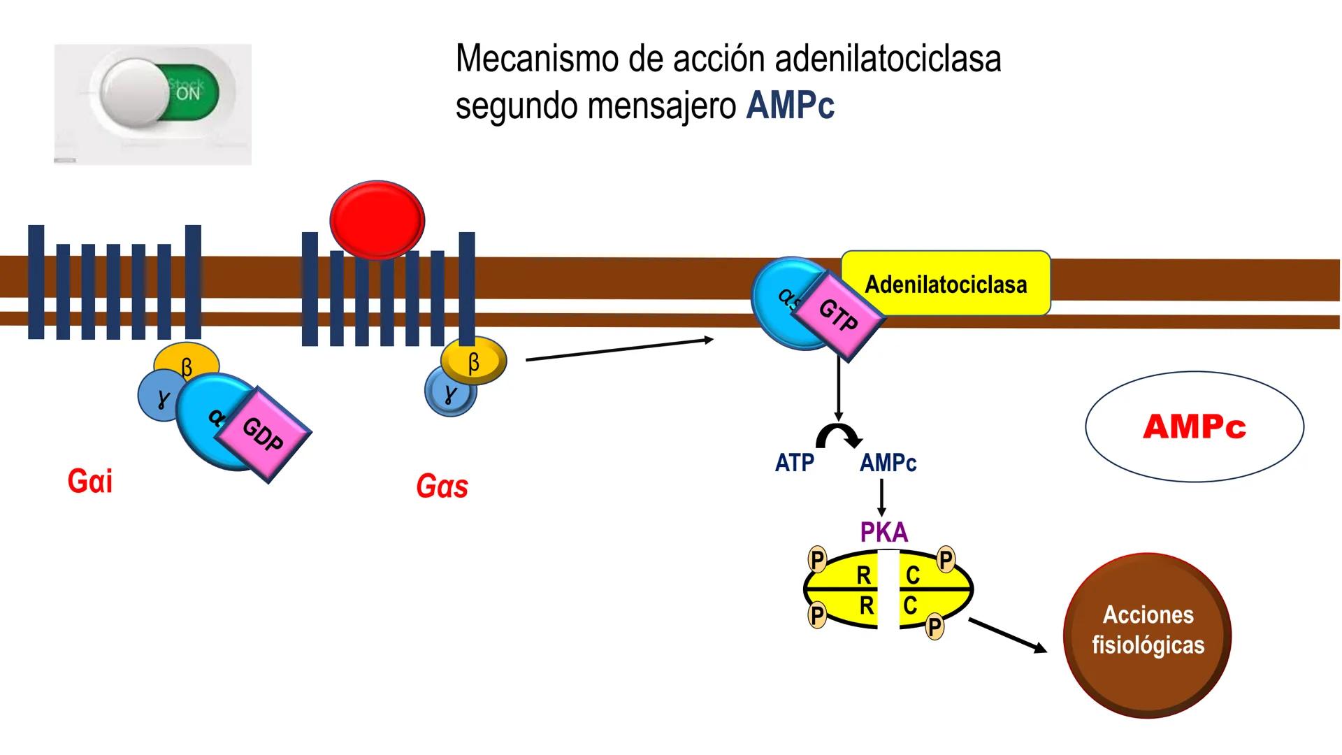 SISTEMA ENDOCRINO
UNIDAD 1
CONCEPTOS Y FUNCIONAMIENTO BASICO DEL SISTEMA
ENDOCRINO
Objetivo: Comprender las características de célula, glánd