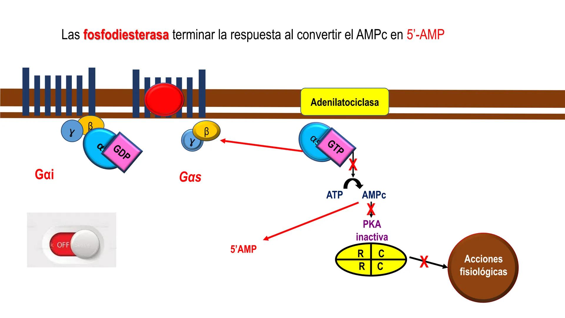 SISTEMA ENDOCRINO
UNIDAD 1
CONCEPTOS Y FUNCIONAMIENTO BASICO DEL SISTEMA
ENDOCRINO
Objetivo: Comprender las características de célula, glánd
