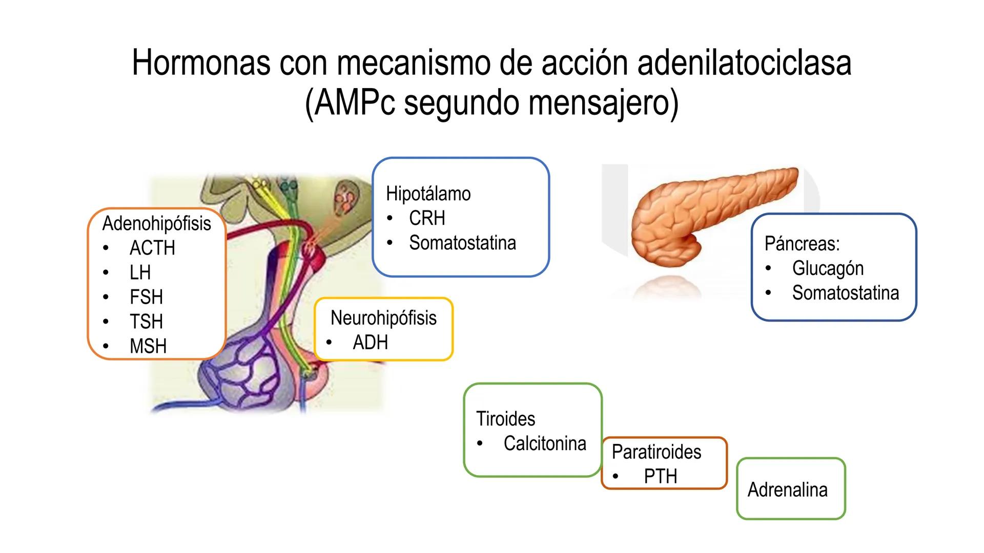 SISTEMA ENDOCRINO
UNIDAD 1
CONCEPTOS Y FUNCIONAMIENTO BASICO DEL SISTEMA
ENDOCRINO
Objetivo: Comprender las características de célula, glánd