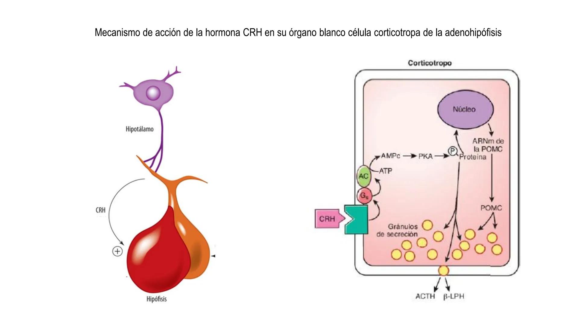SISTEMA ENDOCRINO
UNIDAD 1
CONCEPTOS Y FUNCIONAMIENTO BASICO DEL SISTEMA
ENDOCRINO
Objetivo: Comprender las características de célula, glánd