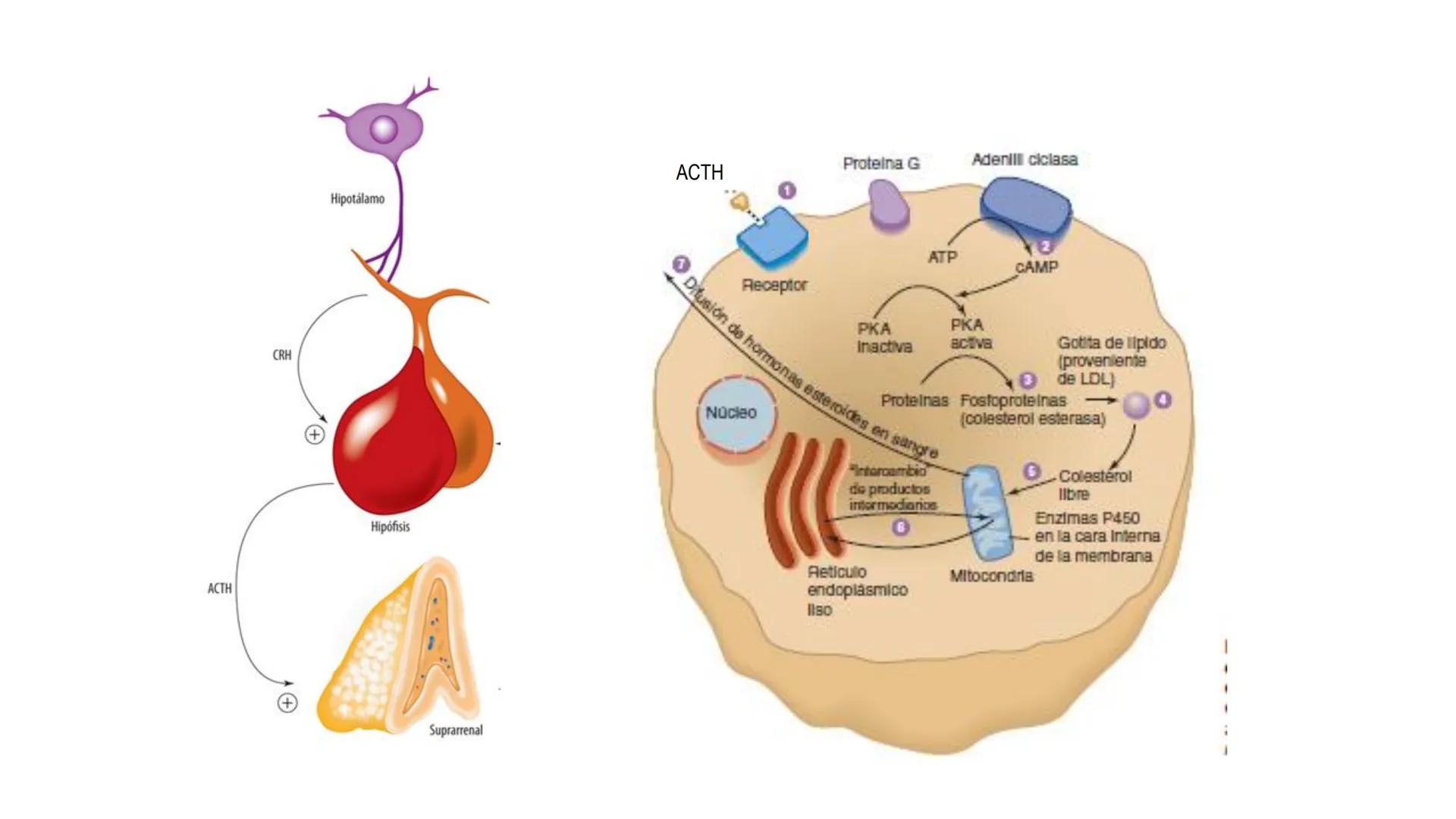 SISTEMA ENDOCRINO
UNIDAD 1
CONCEPTOS Y FUNCIONAMIENTO BASICO DEL SISTEMA
ENDOCRINO
Objetivo: Comprender las características de célula, glánd