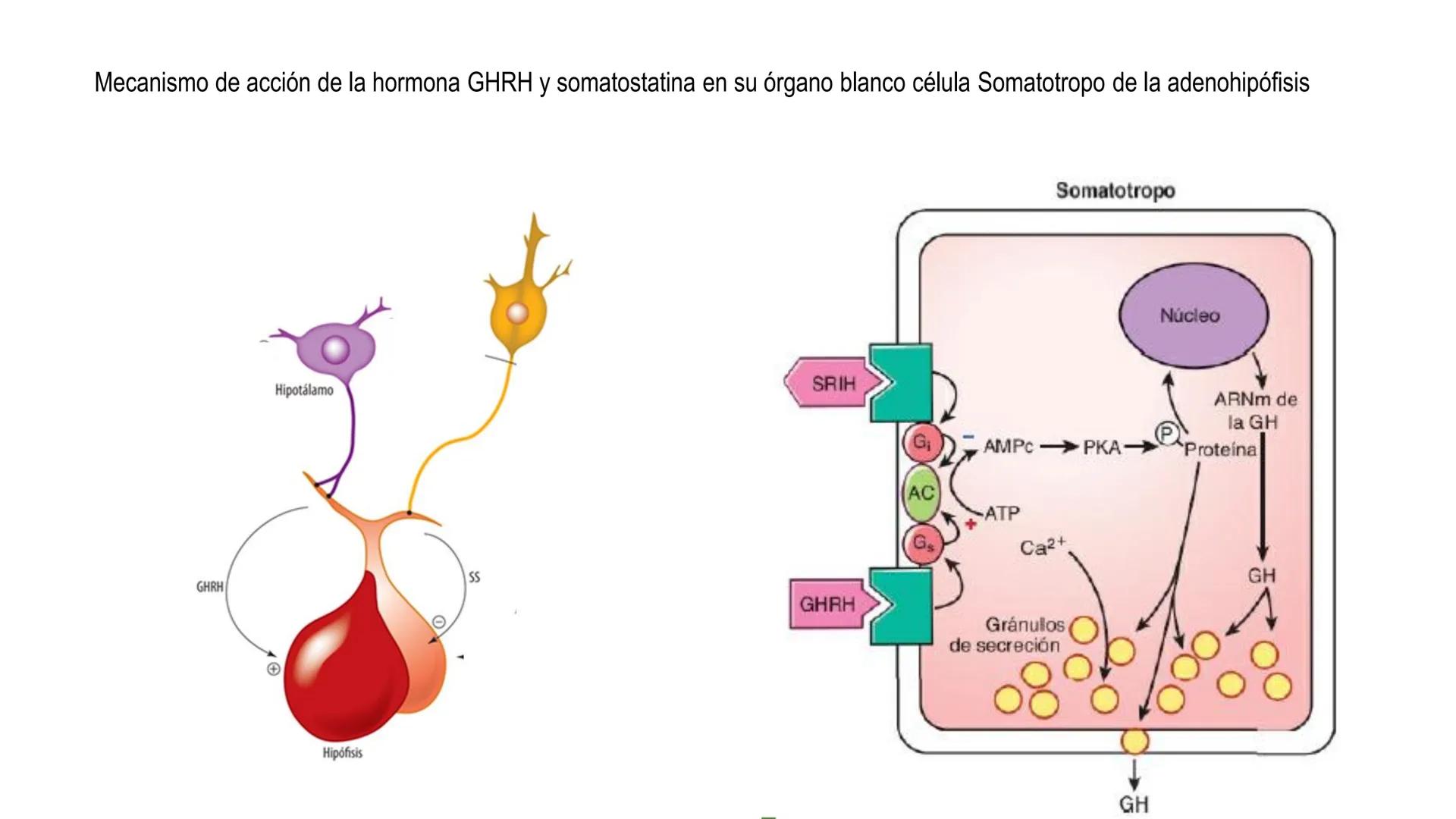 SISTEMA ENDOCRINO
UNIDAD 1
CONCEPTOS Y FUNCIONAMIENTO BASICO DEL SISTEMA
ENDOCRINO
Objetivo: Comprender las características de célula, glánd