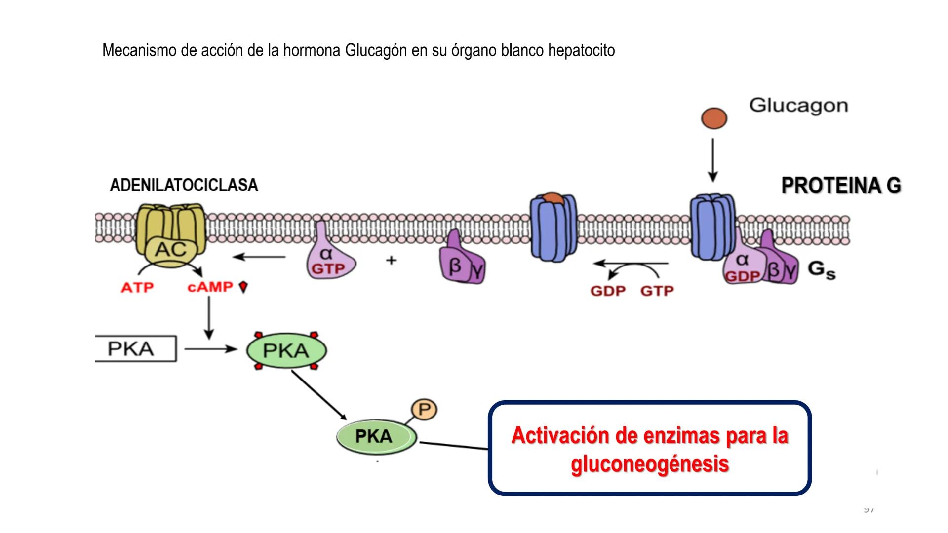 SISTEMA ENDOCRINO
UNIDAD 1
CONCEPTOS Y FUNCIONAMIENTO BASICO DEL SISTEMA
ENDOCRINO
Objetivo: Comprender las características de célula, glánd