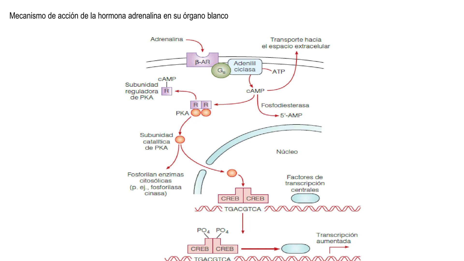 SISTEMA ENDOCRINO
UNIDAD 1
CONCEPTOS Y FUNCIONAMIENTO BASICO DEL SISTEMA
ENDOCRINO
Objetivo: Comprender las características de célula, glánd