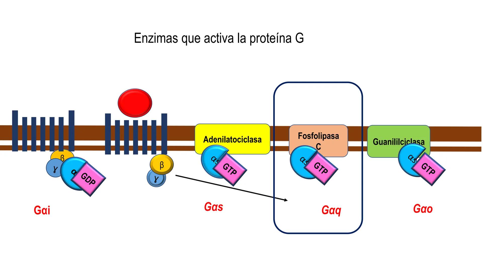 SISTEMA ENDOCRINO
UNIDAD 1
CONCEPTOS Y FUNCIONAMIENTO BASICO DEL SISTEMA
ENDOCRINO
Objetivo: Comprender las características de célula, glánd