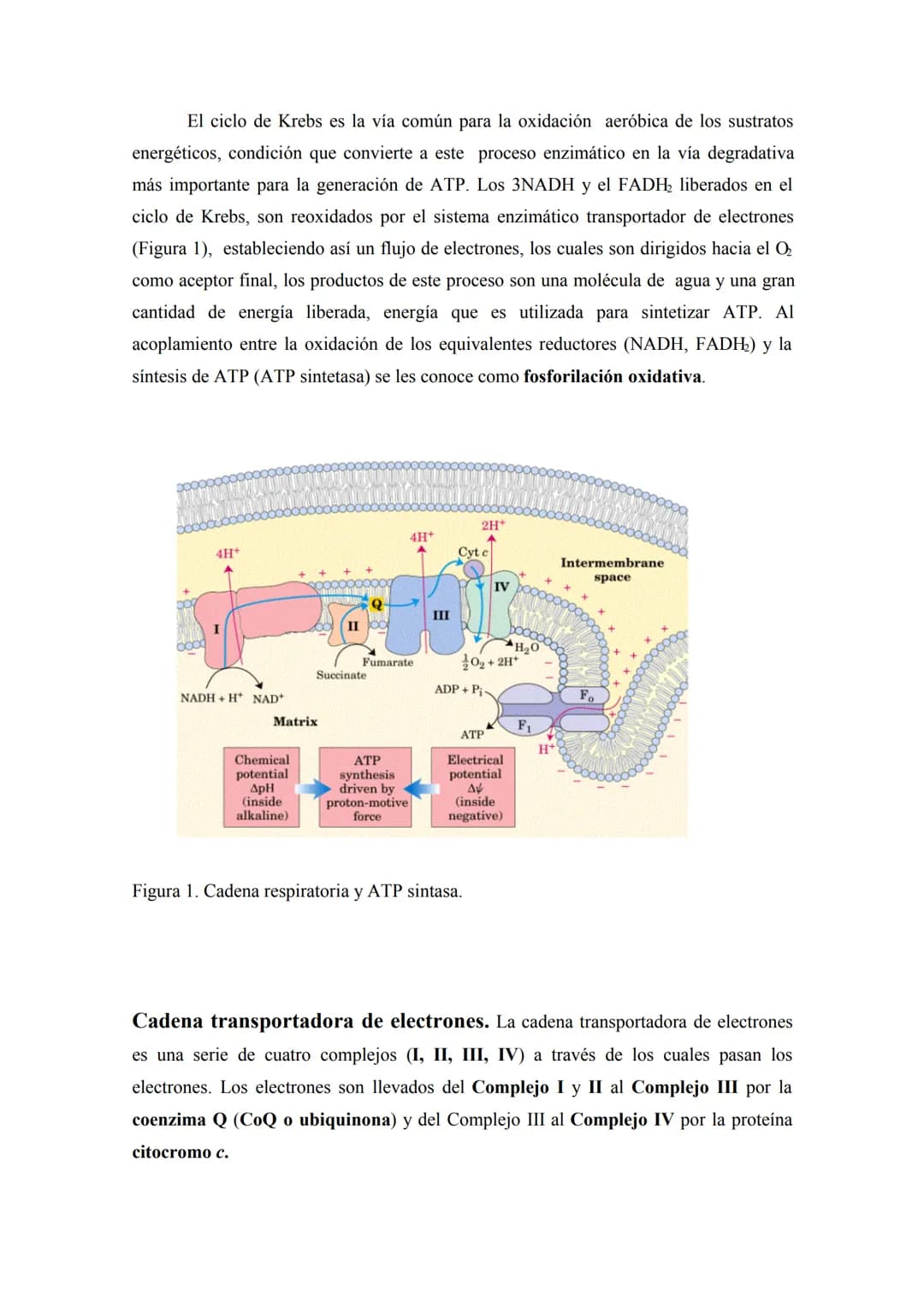 # METABOLISMO DE CARBOHIDRATOS
La necesidad de un aporte constante de energía a la célula se debe a que ella lo requiere
para realizar vari