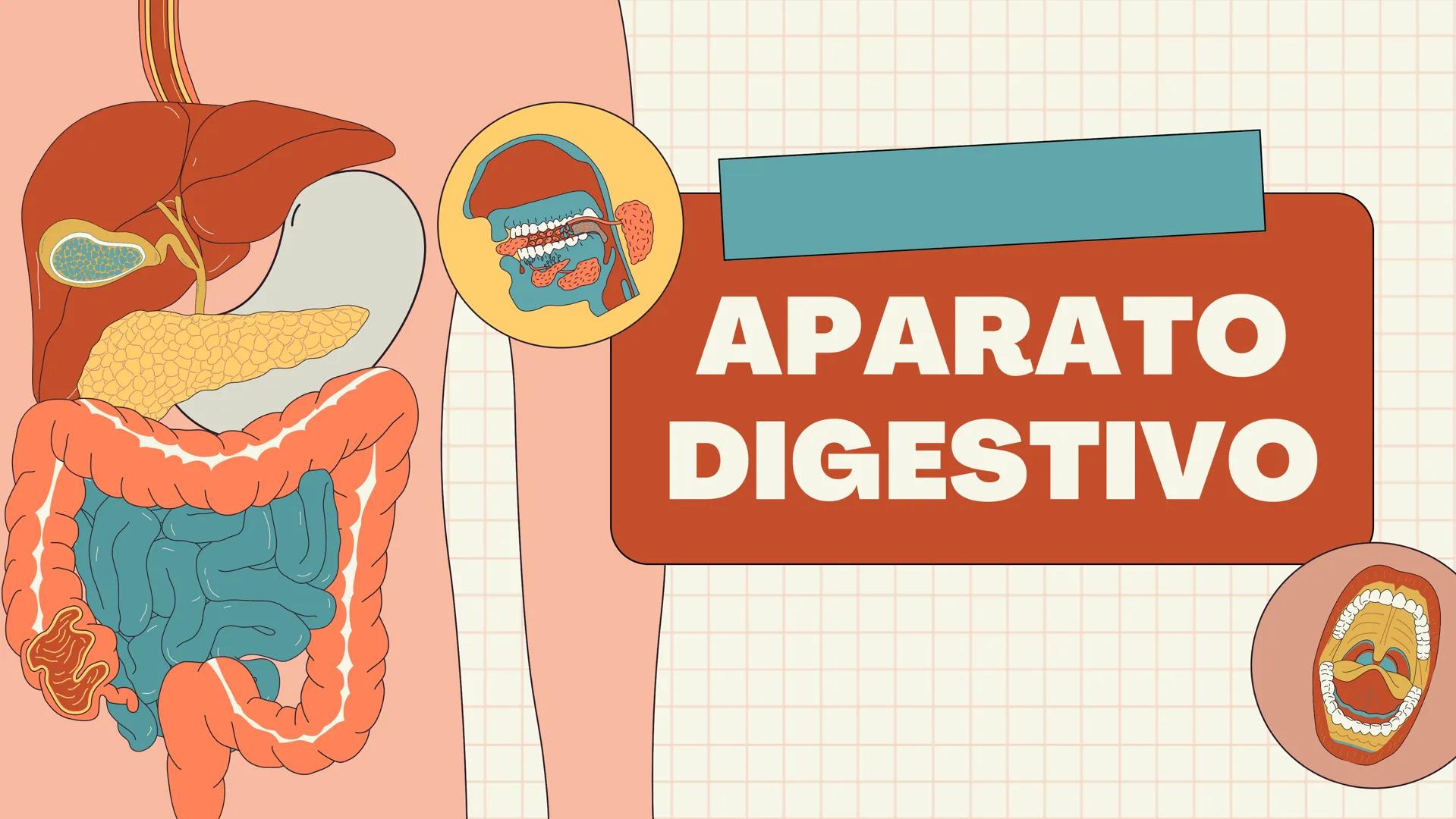 # APARATO
# DIGESTIVO # DEFINICIÓN
Es el conjunto de órganos que procesan los
alimentos y los líquidos para descomponerlos en
sustancias que