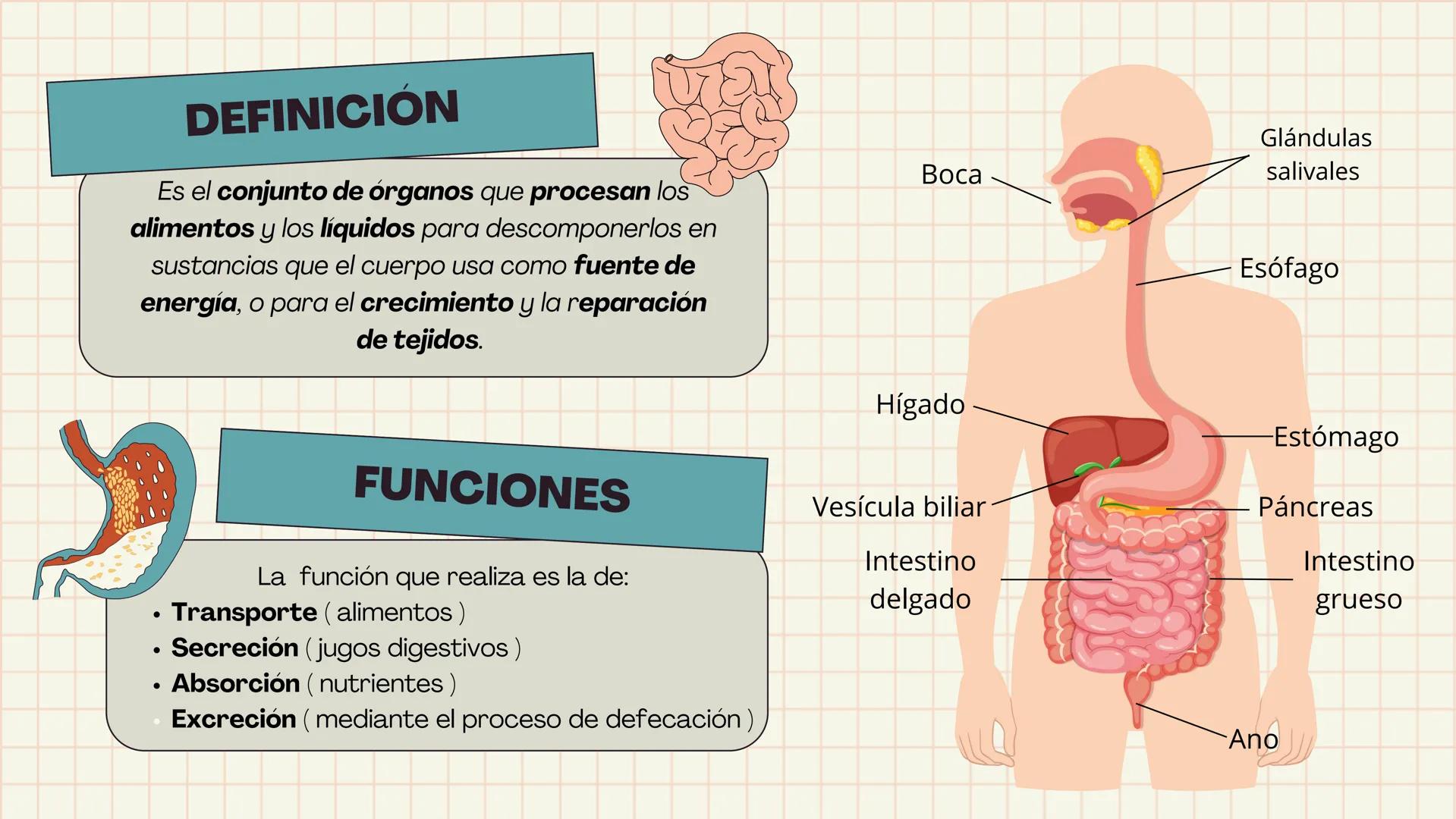# APARATO
# DIGESTIVO # DEFINICIÓN
Es el conjunto de órganos que procesan los
alimentos y los líquidos para descomponerlos en
sustancias que