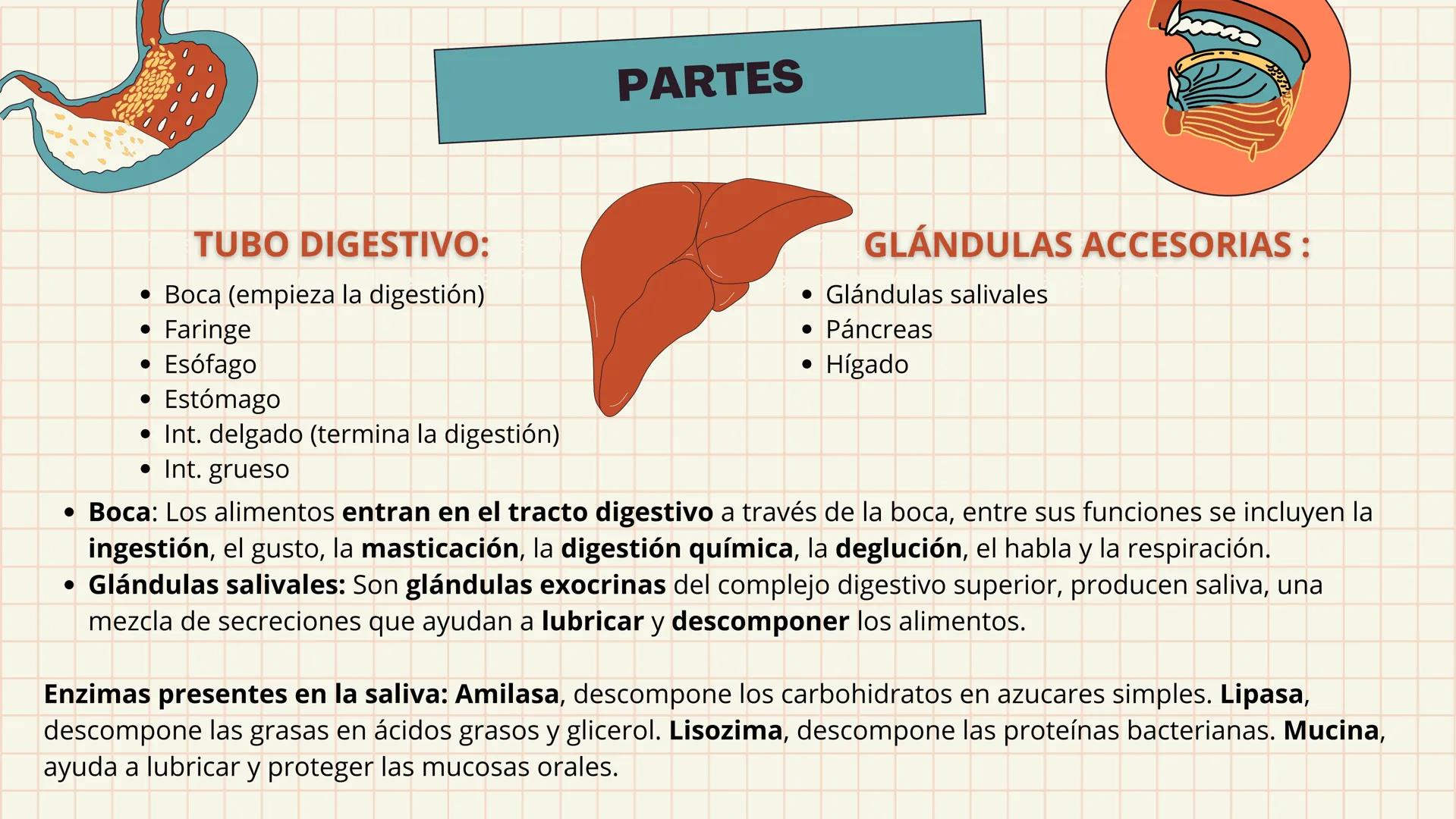 # APARATO
# DIGESTIVO # DEFINICIÓN
Es el conjunto de órganos que procesan los
alimentos y los líquidos para descomponerlos en
sustancias que