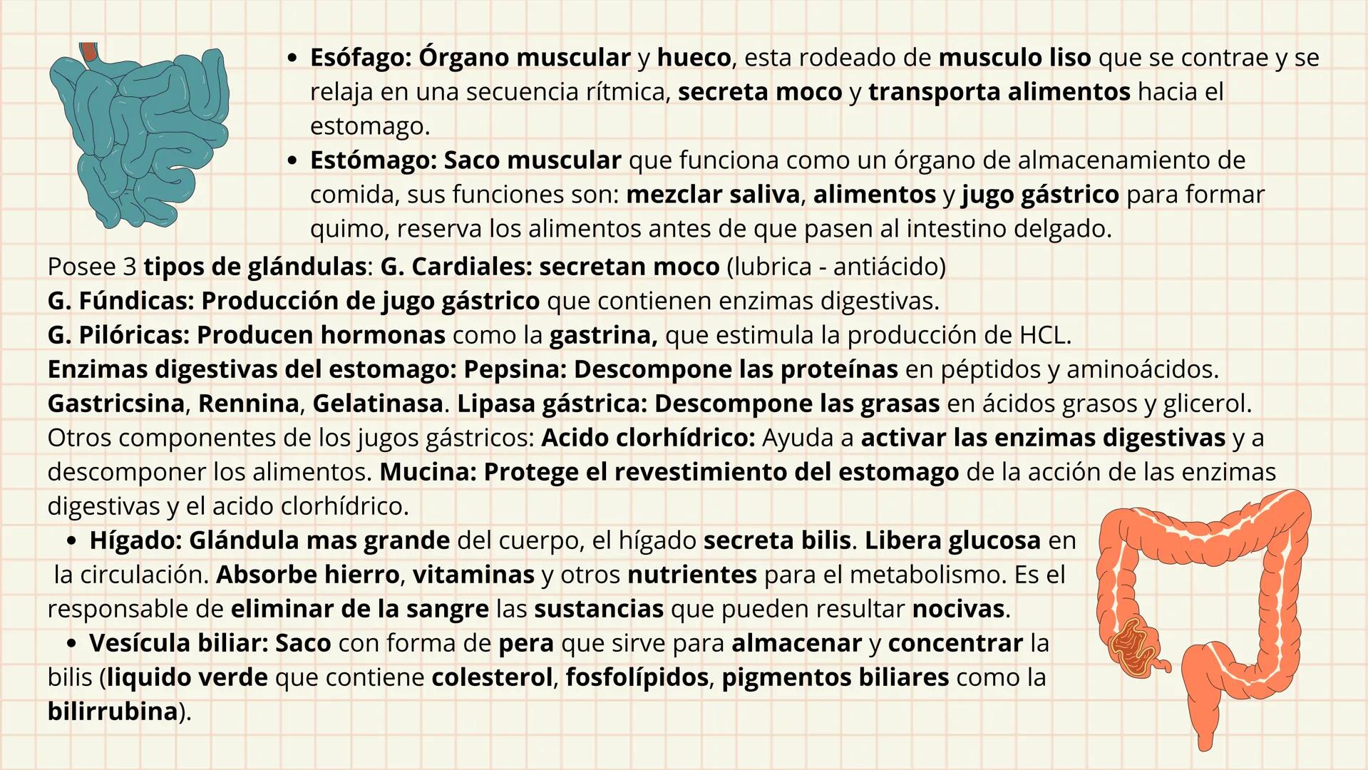 # APARATO
# DIGESTIVO # DEFINICIÓN
Es el conjunto de órganos que procesan los
alimentos y los líquidos para descomponerlos en
sustancias que