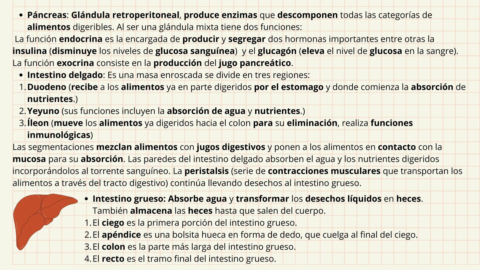 # APARATO
# DIGESTIVO # DEFINICIÓN
Es el conjunto de órganos que procesan los
alimentos y los líquidos para descomponerlos en
sustancias que