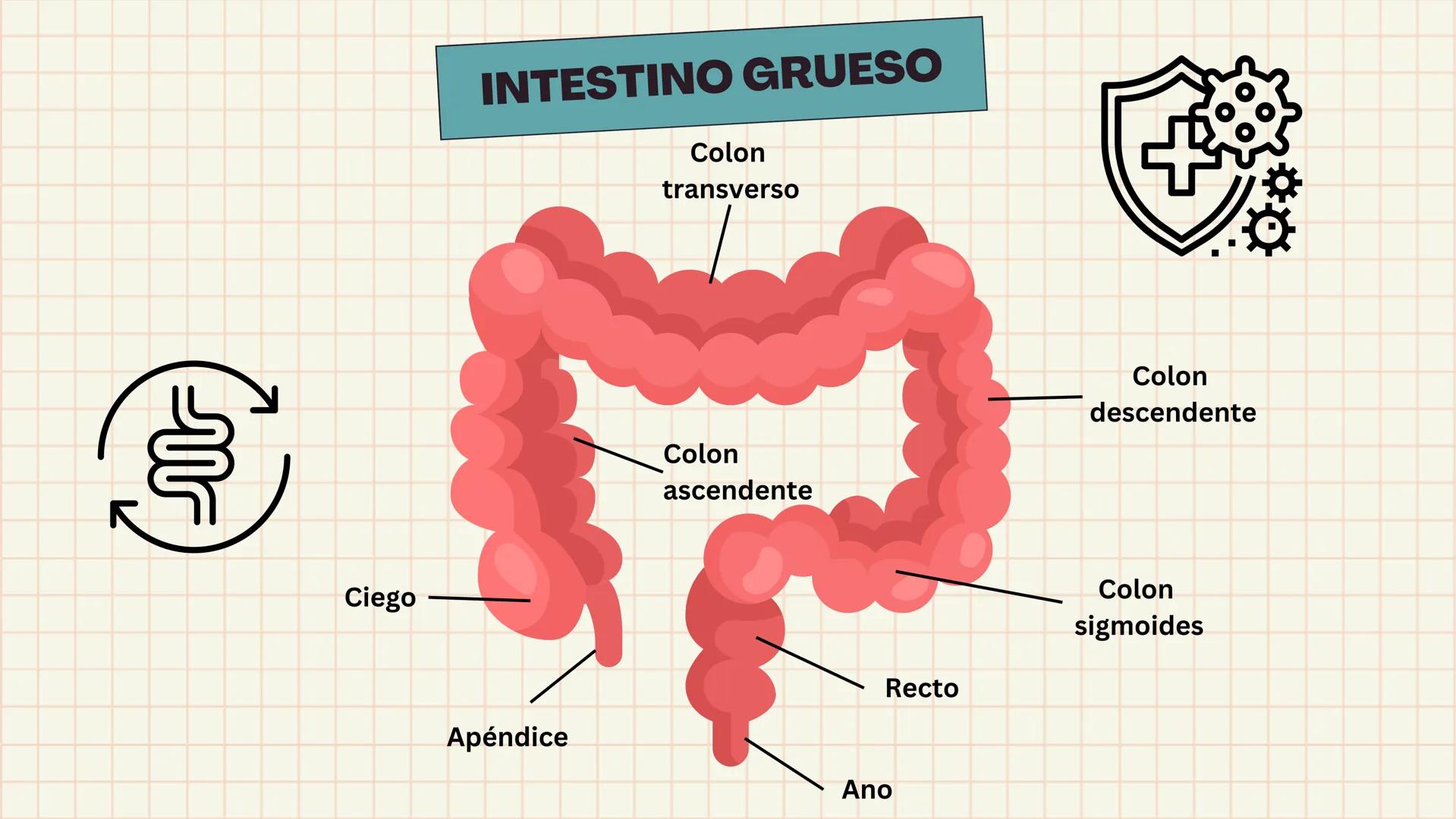 # APARATO
# DIGESTIVO # DEFINICIÓN
Es el conjunto de órganos que procesan los
alimentos y los líquidos para descomponerlos en
sustancias que