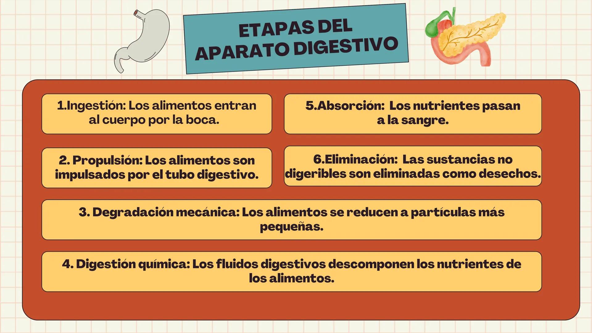 # APARATO
# DIGESTIVO # DEFINICIÓN
Es el conjunto de órganos que procesan los
alimentos y los líquidos para descomponerlos en
sustancias que