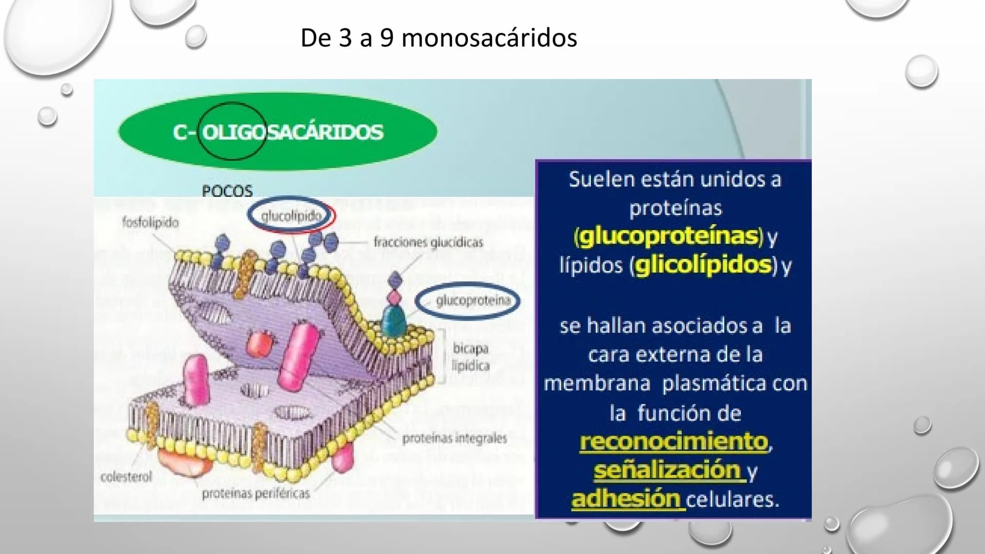 BIOQUÍMICA
Q.F.B. UNIDAD III:
CARBOHIDRATOS # BIOMOLÉCULAS El estudio de la biología a nivel molecular se denomina Bioquímica.
La mayoría d