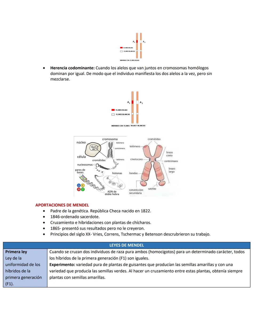 # 1. EL CICLO CELULAR
Repaso Examen 2 Biología
Conocimientos Previos
* Las células del cuerpo humano se reproducen por este(os) proceso