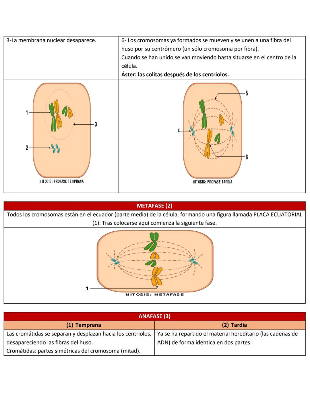 # 1. EL CICLO CELULAR
Repaso Examen 2 Biología
Conocimientos Previos
* Las células del cuerpo humano se reproducen por este(os) proceso