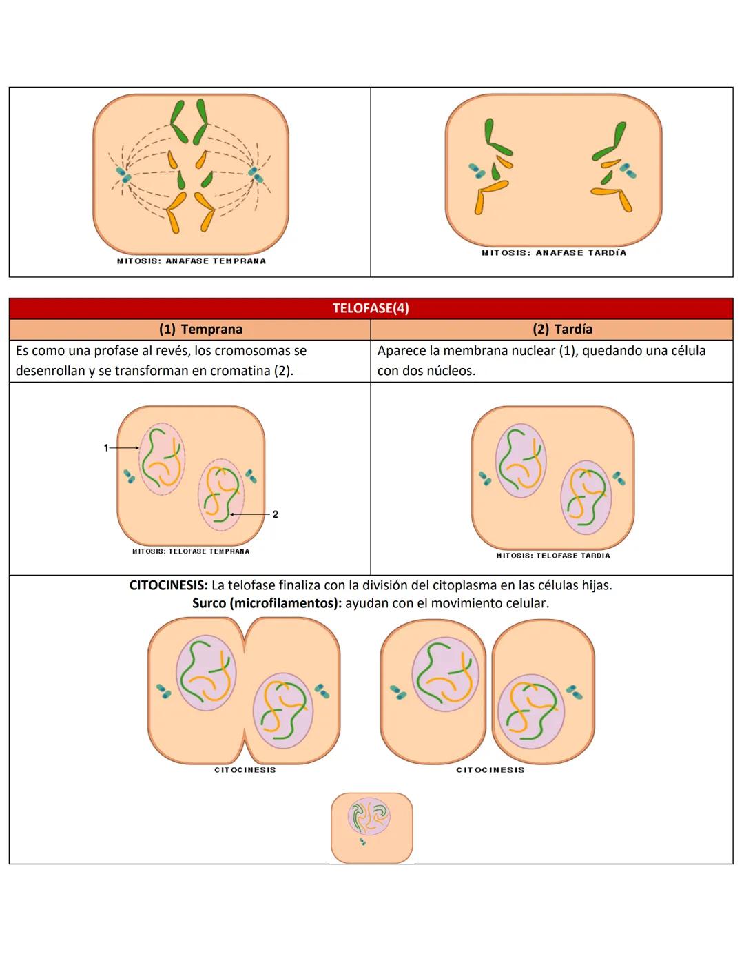 # 1. EL CICLO CELULAR
Repaso Examen 2 Biología
Conocimientos Previos
* Las células del cuerpo humano se reproducen por este(os) proceso