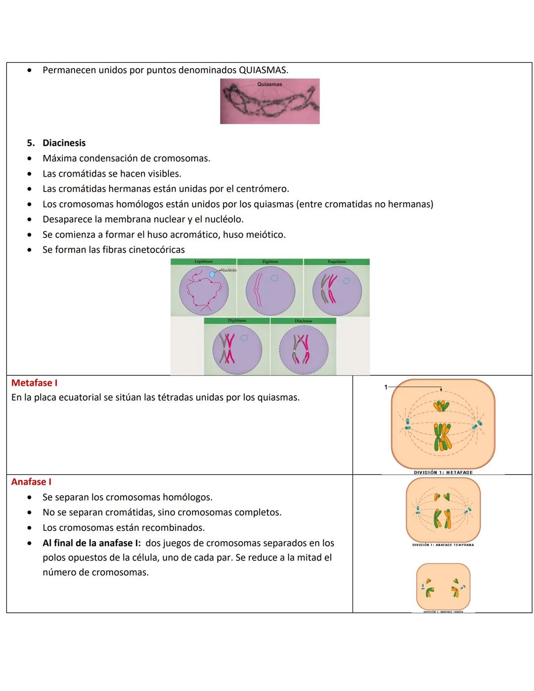 # 1. EL CICLO CELULAR
Repaso Examen 2 Biología
Conocimientos Previos
* Las células del cuerpo humano se reproducen por este(os) proceso