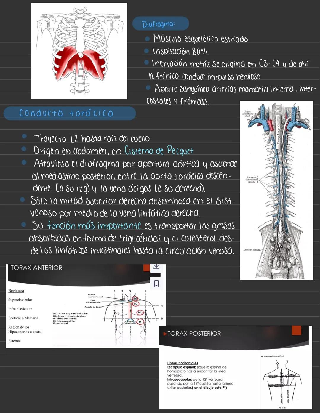 Entregar expos 48hrs antes
Temas del 1° Parcial
* Arotomía y fisiologio
* Semiología respiratoria
* Sx pleuropulmonares
* Bronquiti