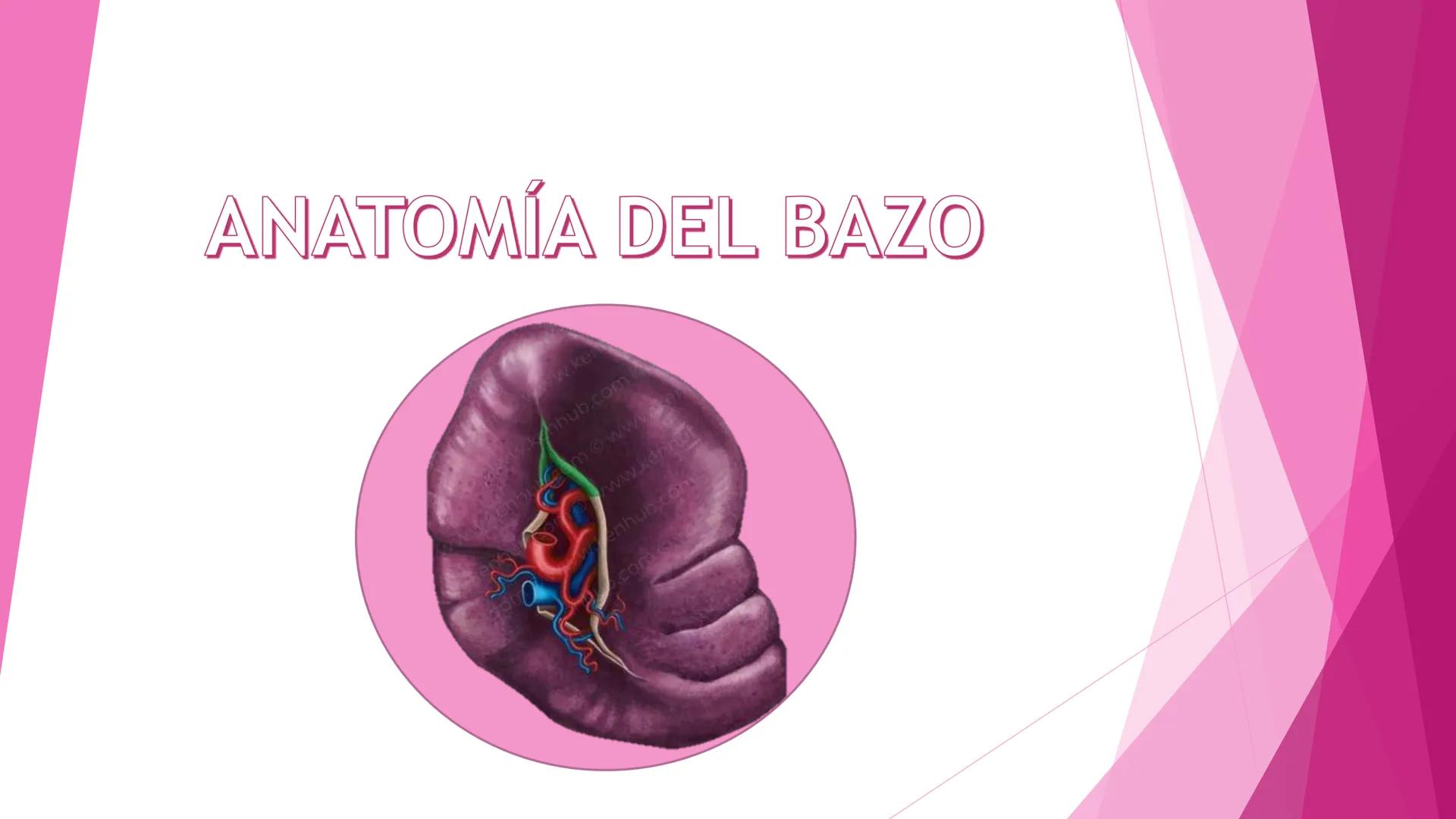 # ANATOMÍA DEL BAZO Bazo
El bazo es una masa pulposa ovoide,
generalmente violácea, del tamaño y la
forma del puño. Es relativamente delica