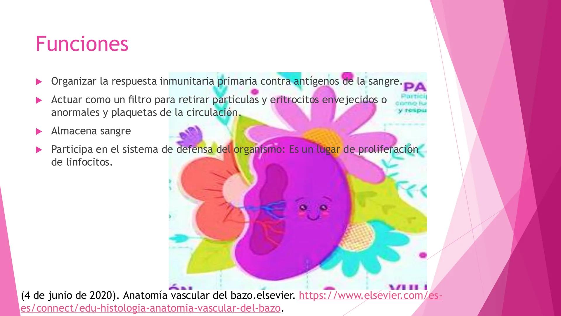 # ANATOMÍA DEL BAZO Bazo
El bazo es una masa pulposa ovoide,
generalmente violácea, del tamaño y la
forma del puño. Es relativamente delica