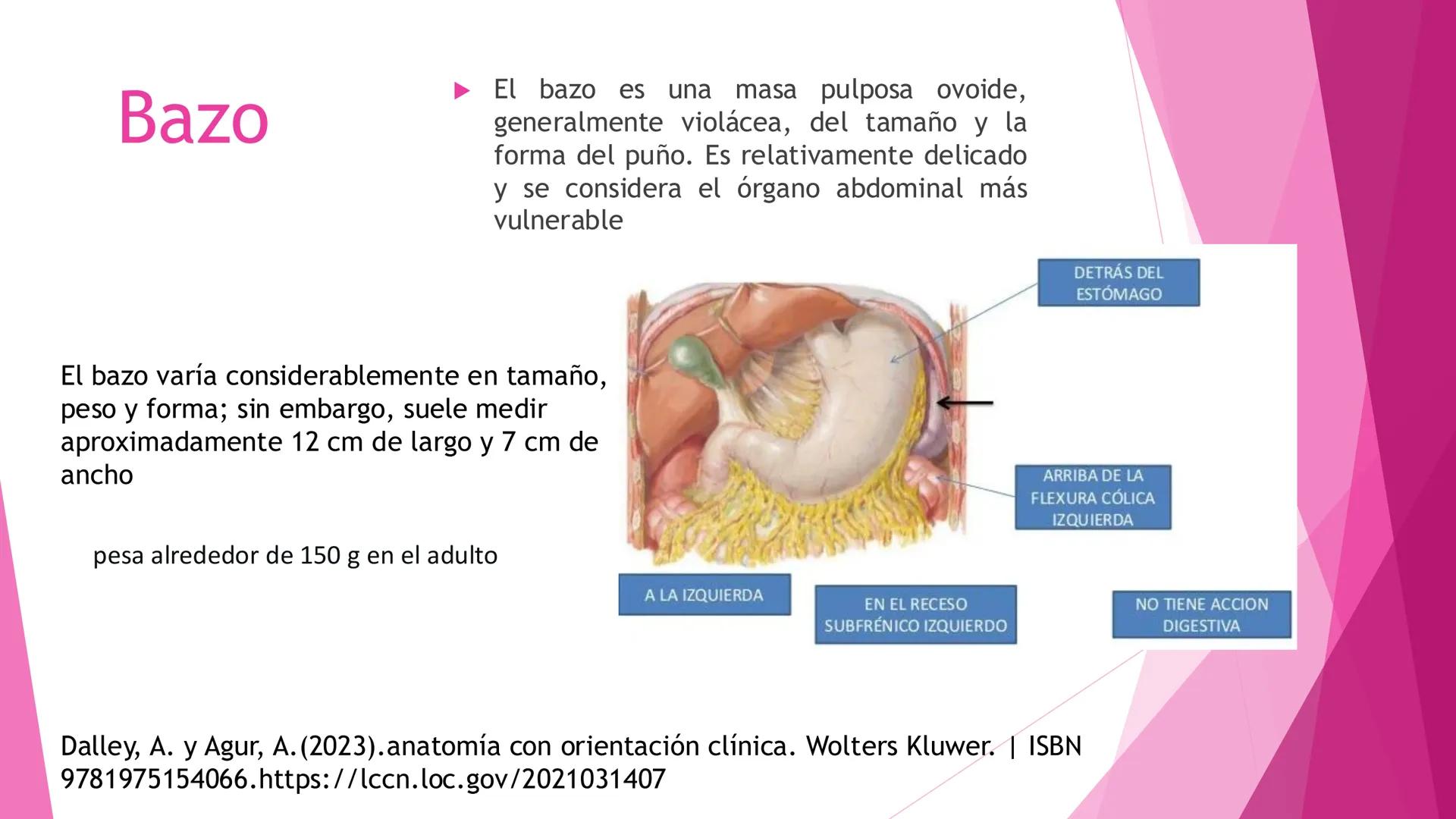 # ANATOMÍA DEL BAZO Bazo
El bazo es una masa pulposa ovoide,
generalmente violácea, del tamaño y la
forma del puño. Es relativamente delica